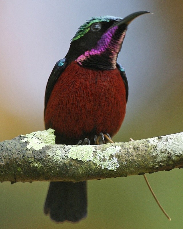 Nektárovka malajská (Leptocoma brasiliana)