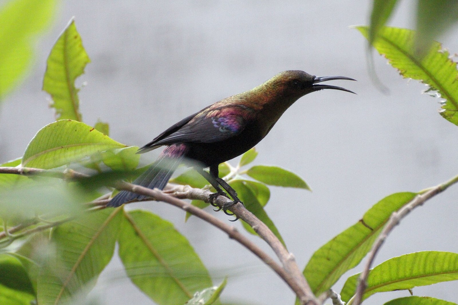 Nektárovka medená (Cinnyris cupreus)