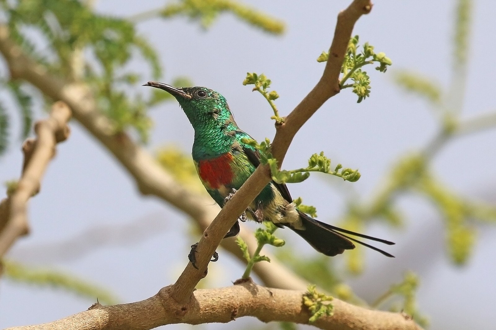 Nektárovka nádherná (Cinnyris pulchellus)