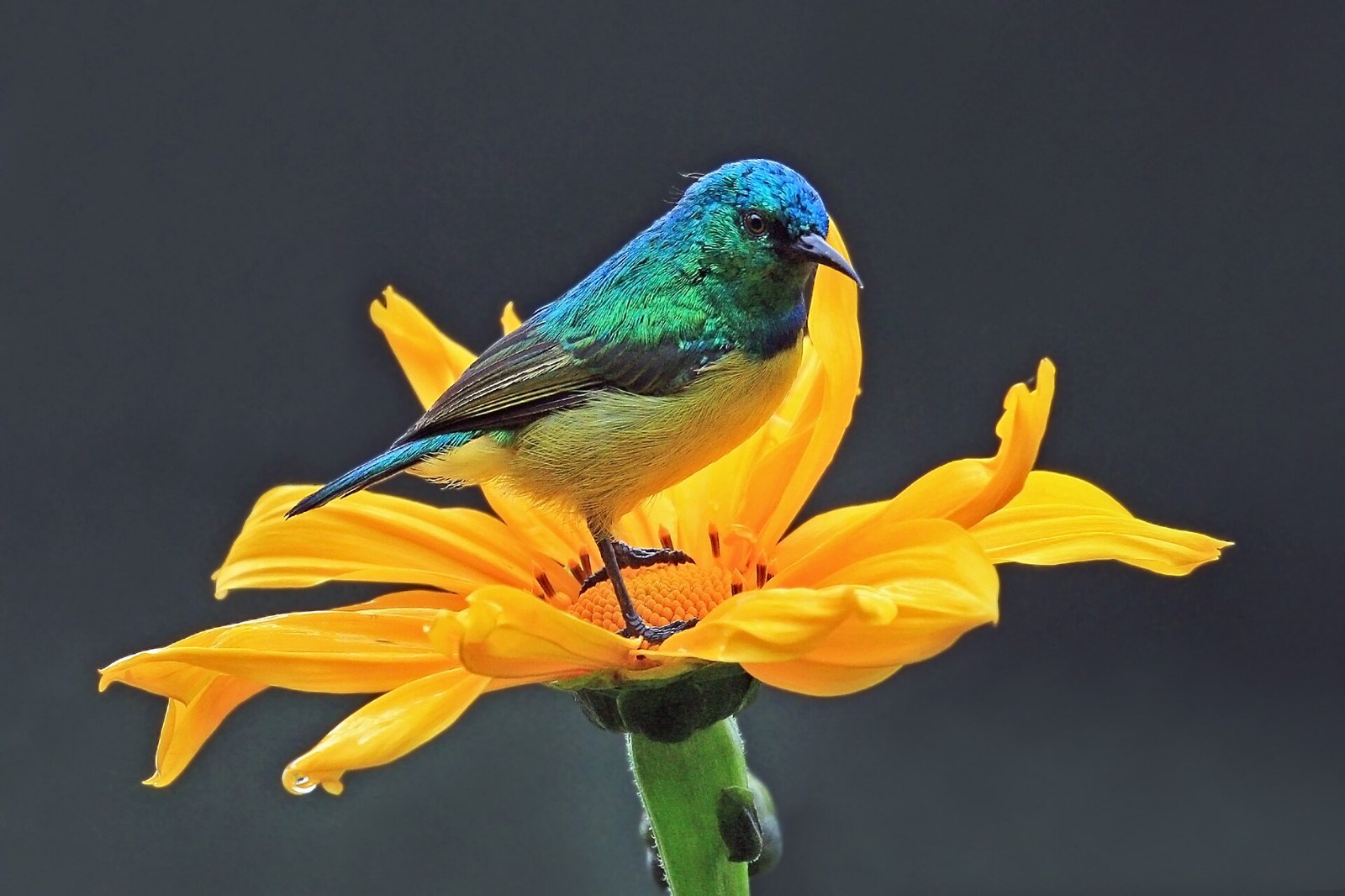 Nektárovka obojková (Hedydipna collaris)