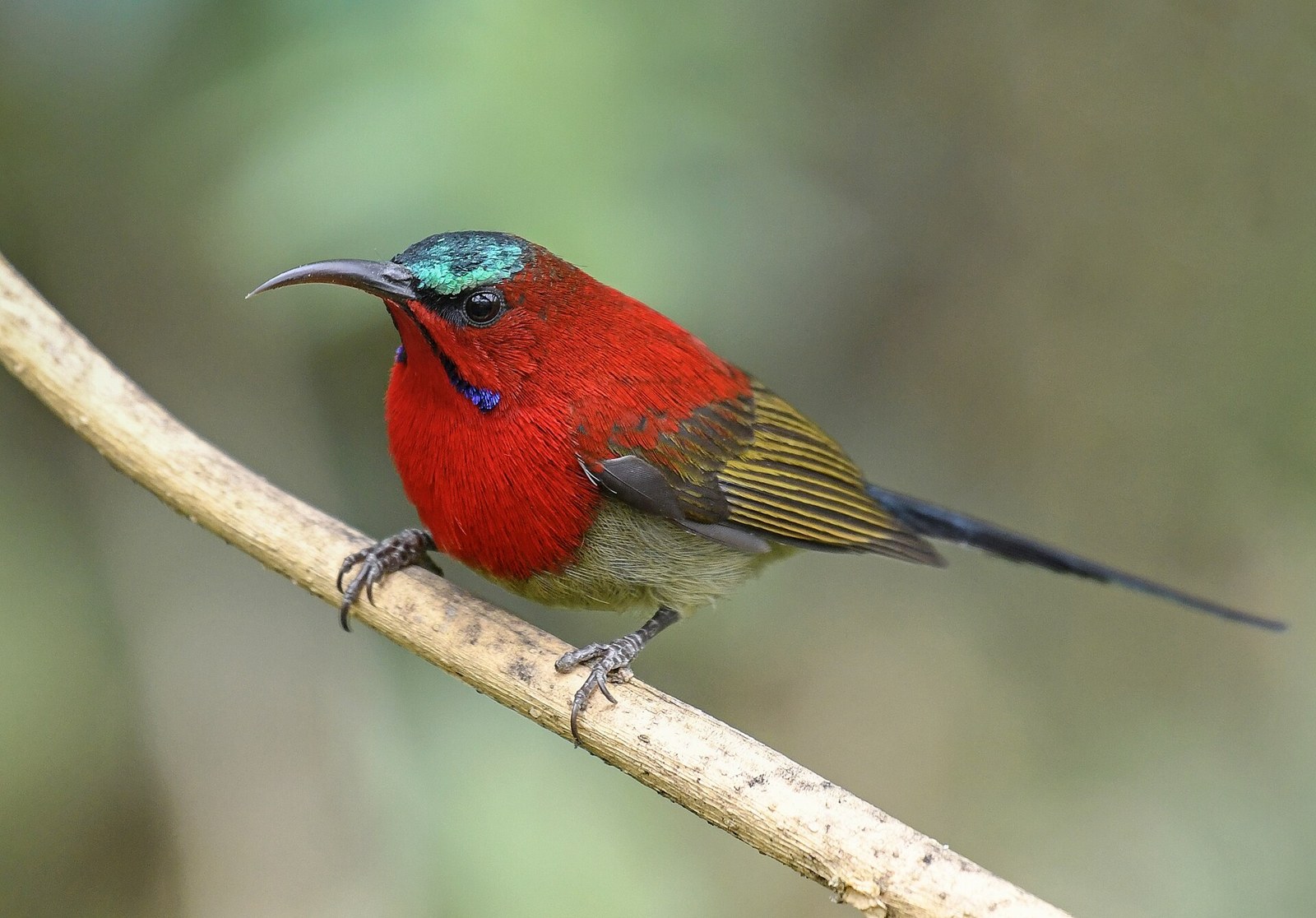 Nektárovka siparadža (Aethopyga siparaja)