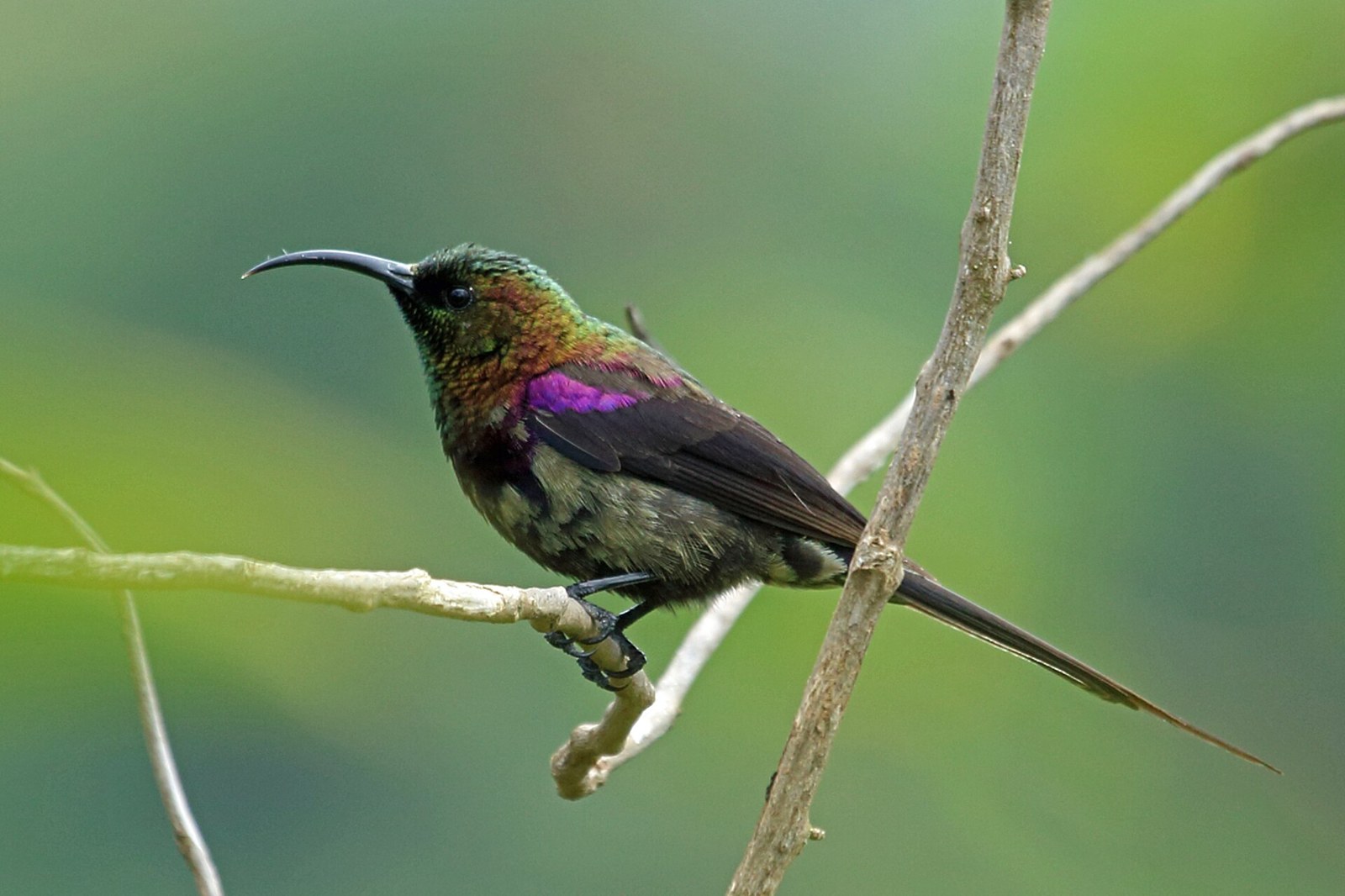 Nektárovka vrchovská (Nectarinia tacazze)