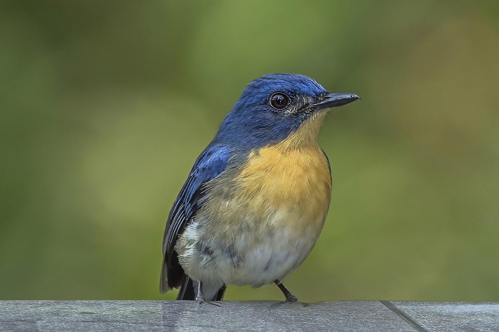 Niltava hnedoprsá (Cyornis tickelliae)