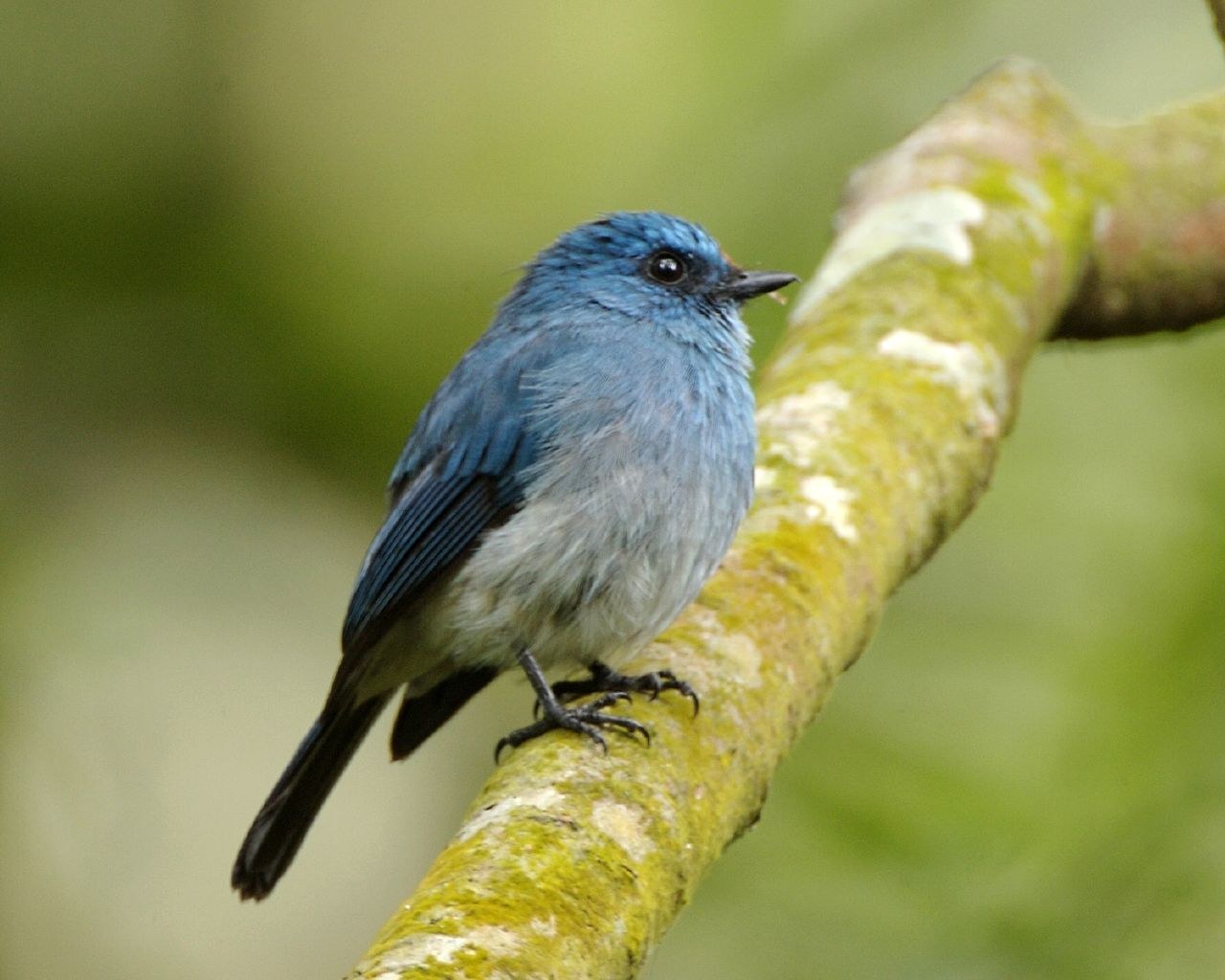 Niltava indigová (Eumyias indigo)