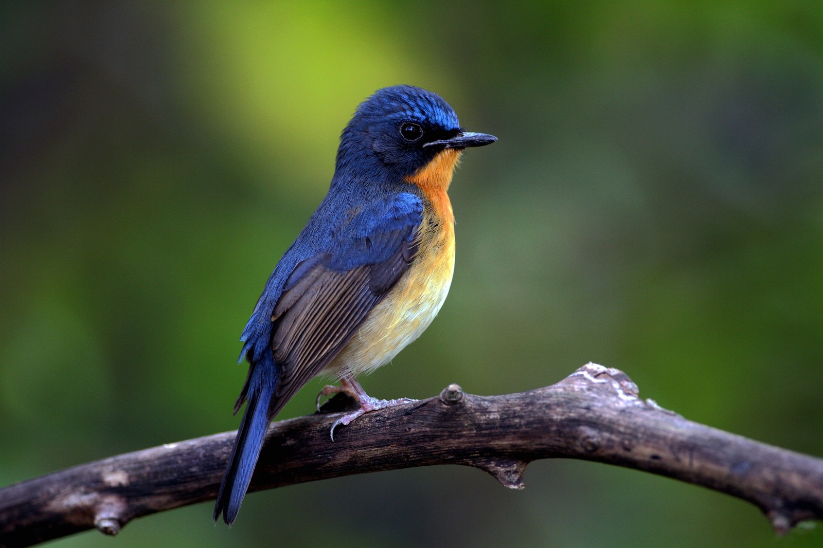 Niltava pahorková (Cyornis whitei)