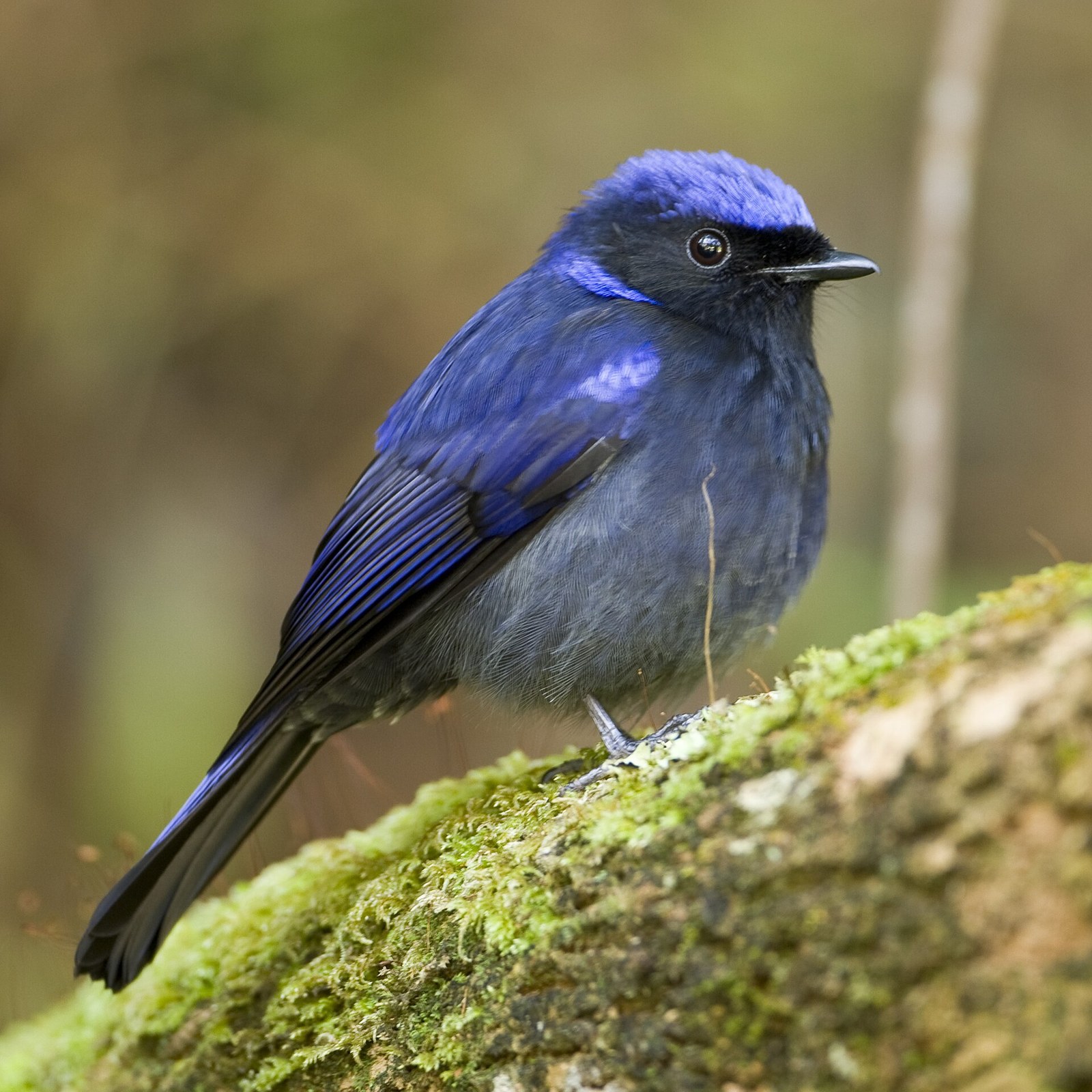 niltava pôvabná (Niltava macgrigoriae)