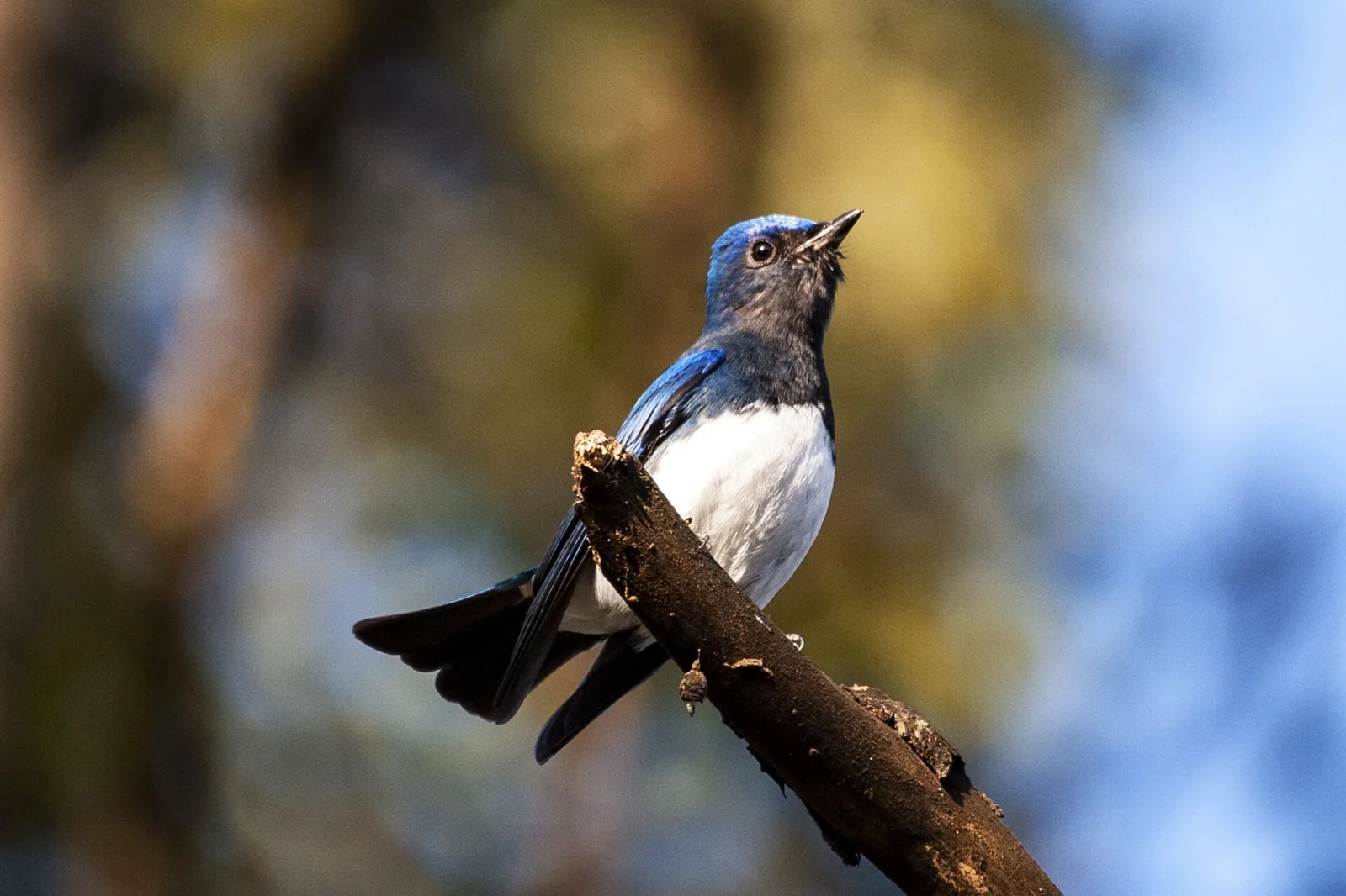 Niltava sťahovavá (Cyanoptila cyanomelana)