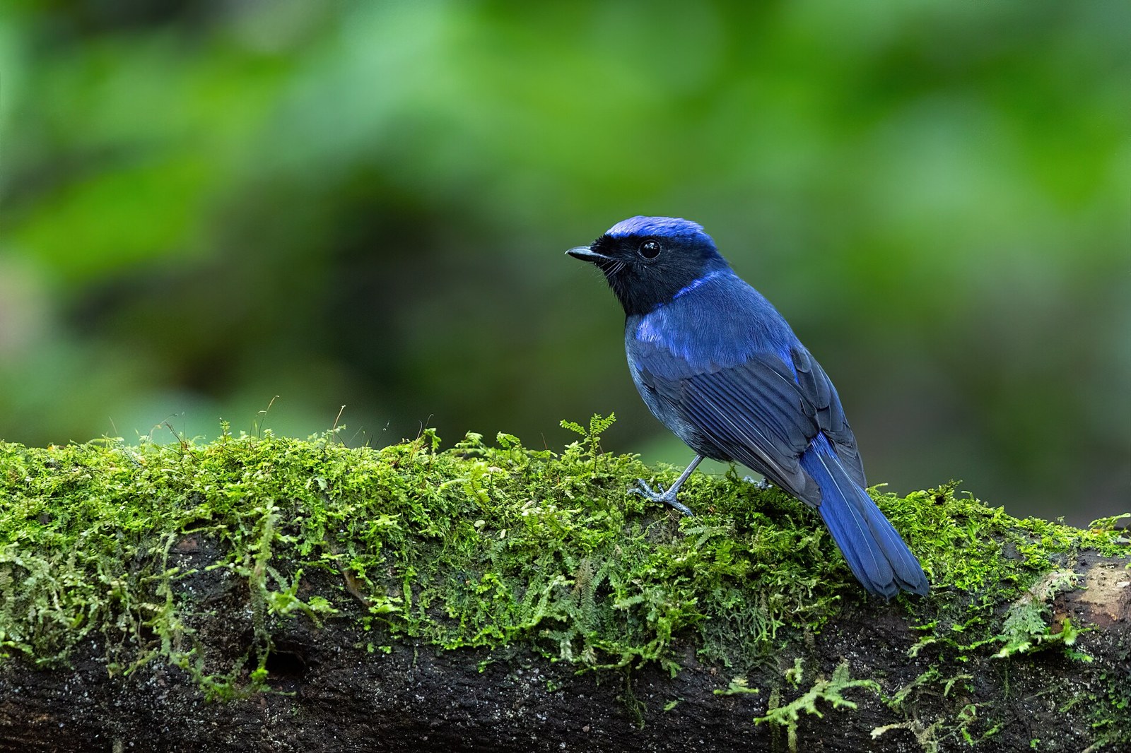 Niltava veľká (Niltava grandis)