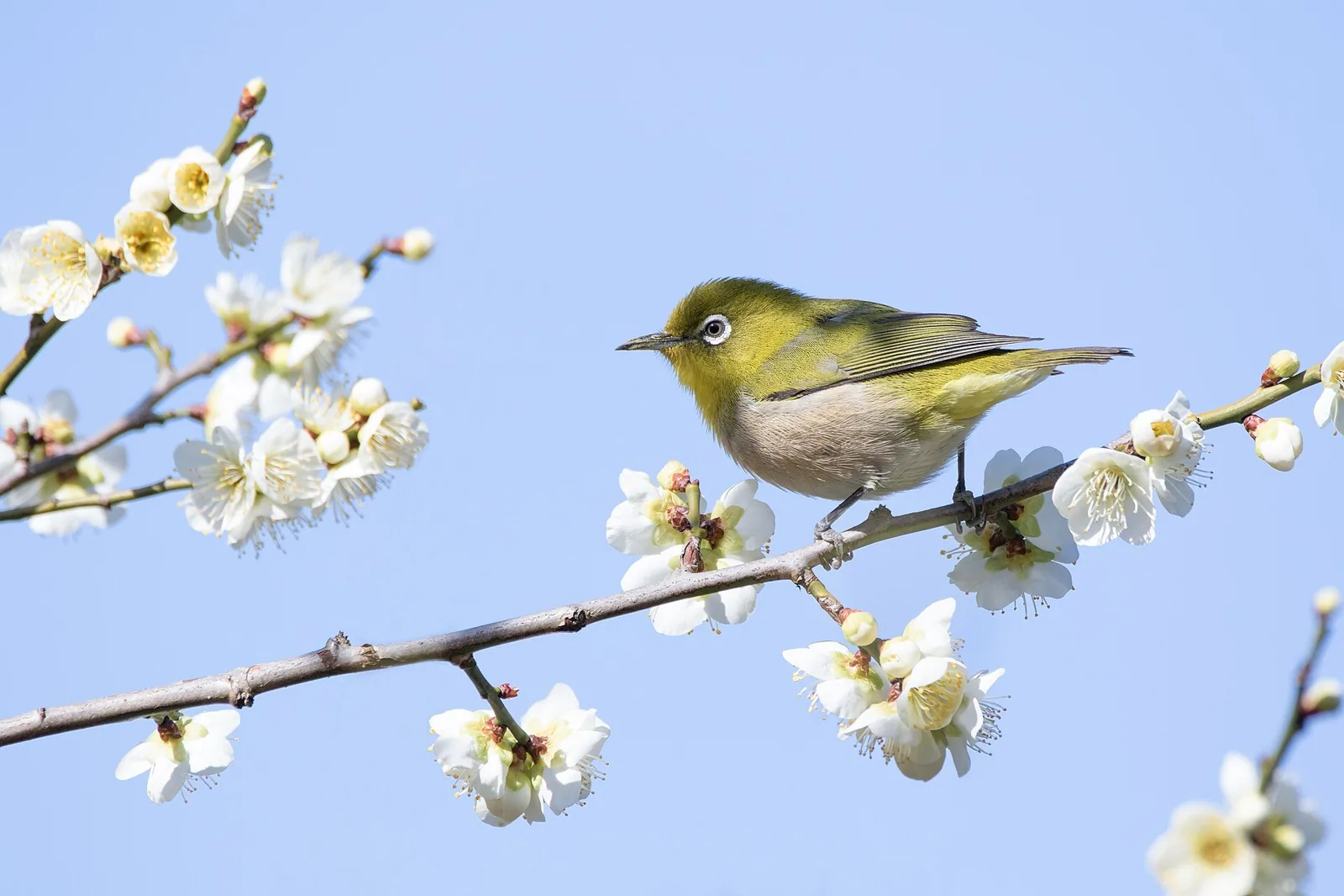 Okánik japonský (Zosterops japonicus)