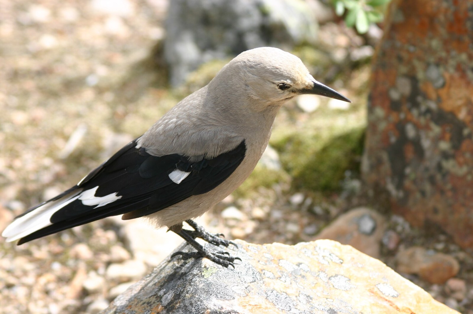 Orešnica borovicová (Nucifraga columbiana)