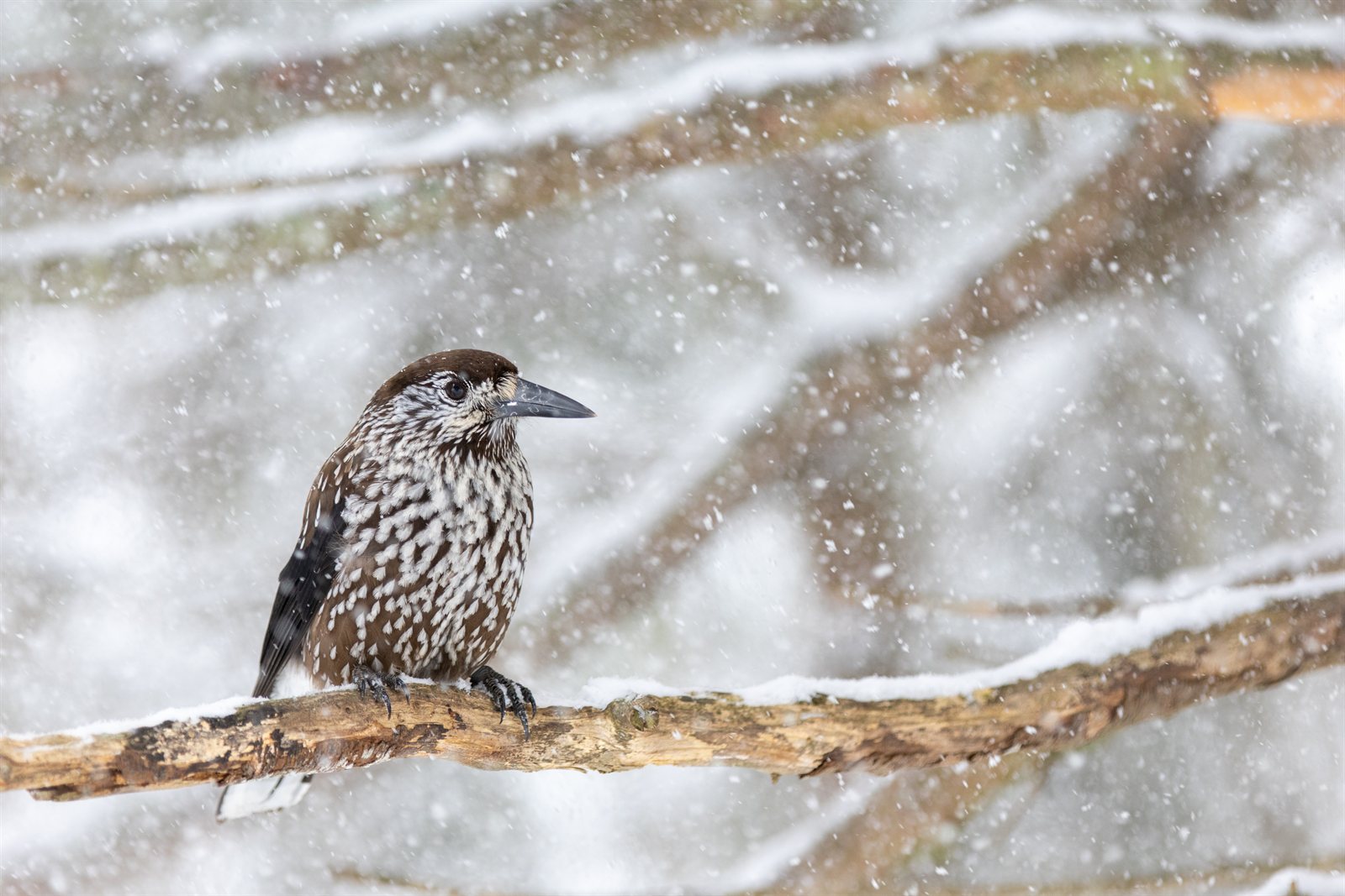 Detailný portrét orešnice perlavej zo Švajčiarska — foto Matthias Ludwig (CC BY-SA 4.0). Krásne viditeľný robustný zobák strednej dĺžky (orešnica nominátnej formy caryocatactes má kratší a širší zobák než sibírsky macrorhynchos), tmavé oko, biela škvrnitá kresba na hlave a hrdle. Adaptácia na otváranie šišiek limby a smreka, ako aj na vyberanie semien z lieskových orieškov.