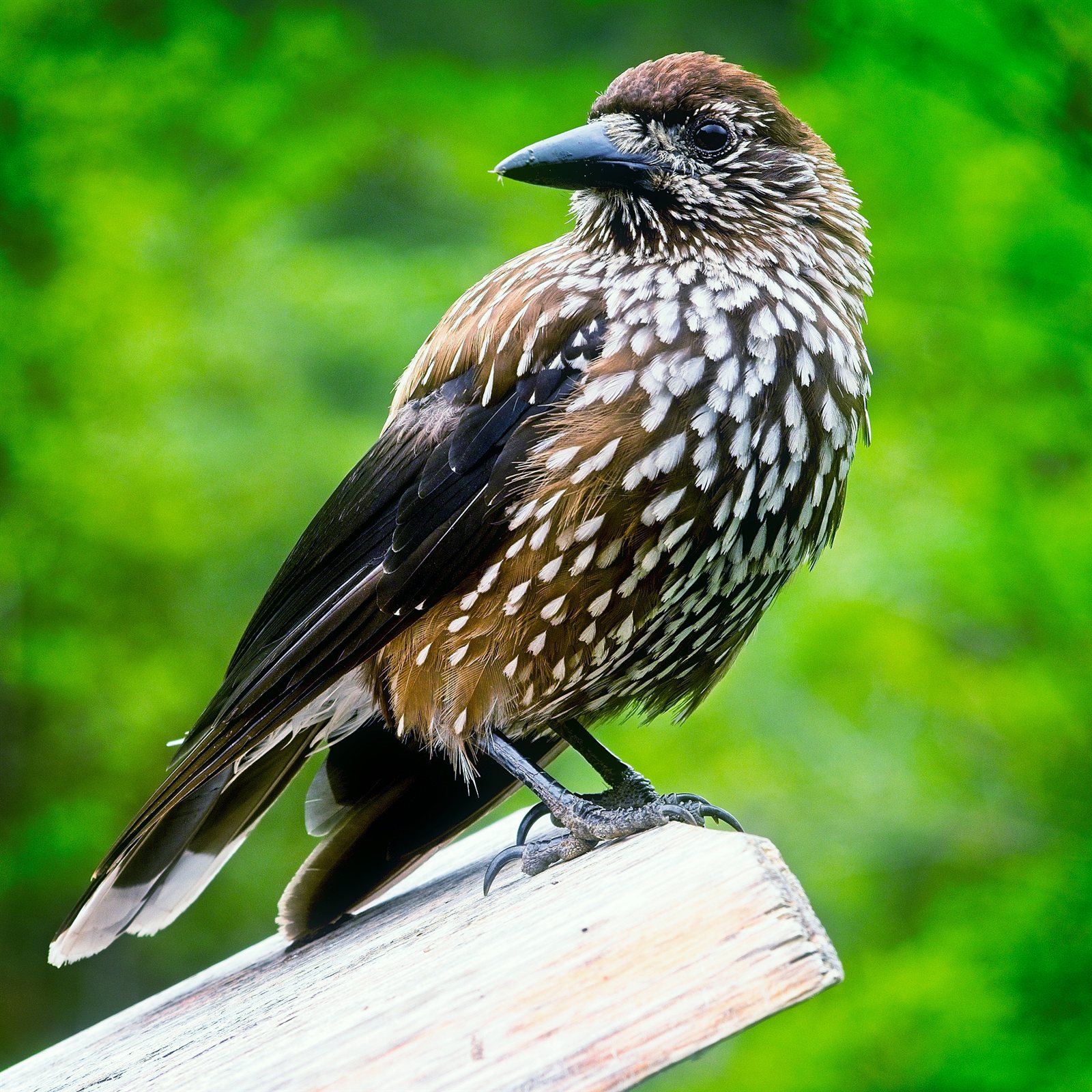 Orešnica perlavá pri Morskom Oku v Tatrách (Poľsko, Tatranský národný park) — typický horský biotop SR/PL hraničného pásma. Foto Bbartlomiej (CC BY-SA 4.0) ukazuje vtáka v alpínskom prostredí Vysokých Tatier nad hornou hranicou lesa. V SR populácia ~4 000 – 8 000 hniezdiacich párov sústredená v Tatrách (TANAP), Belianskych Tatrách, Nízkych Tatrách (NAPANT), Slovenskom raji, Veľkej Fatre.