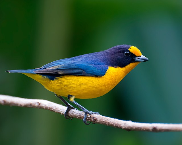 Organista fialový (Euphonia violacea)
