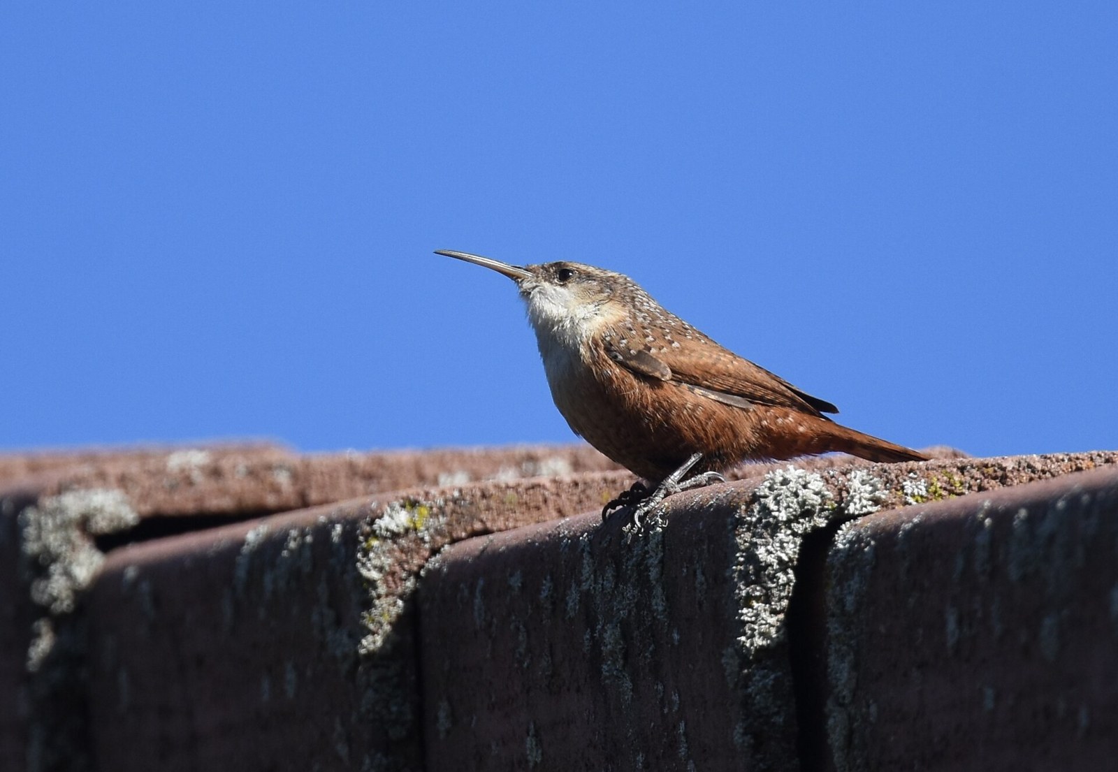 Oriešok kaňonový (Catherpes mexicanus)