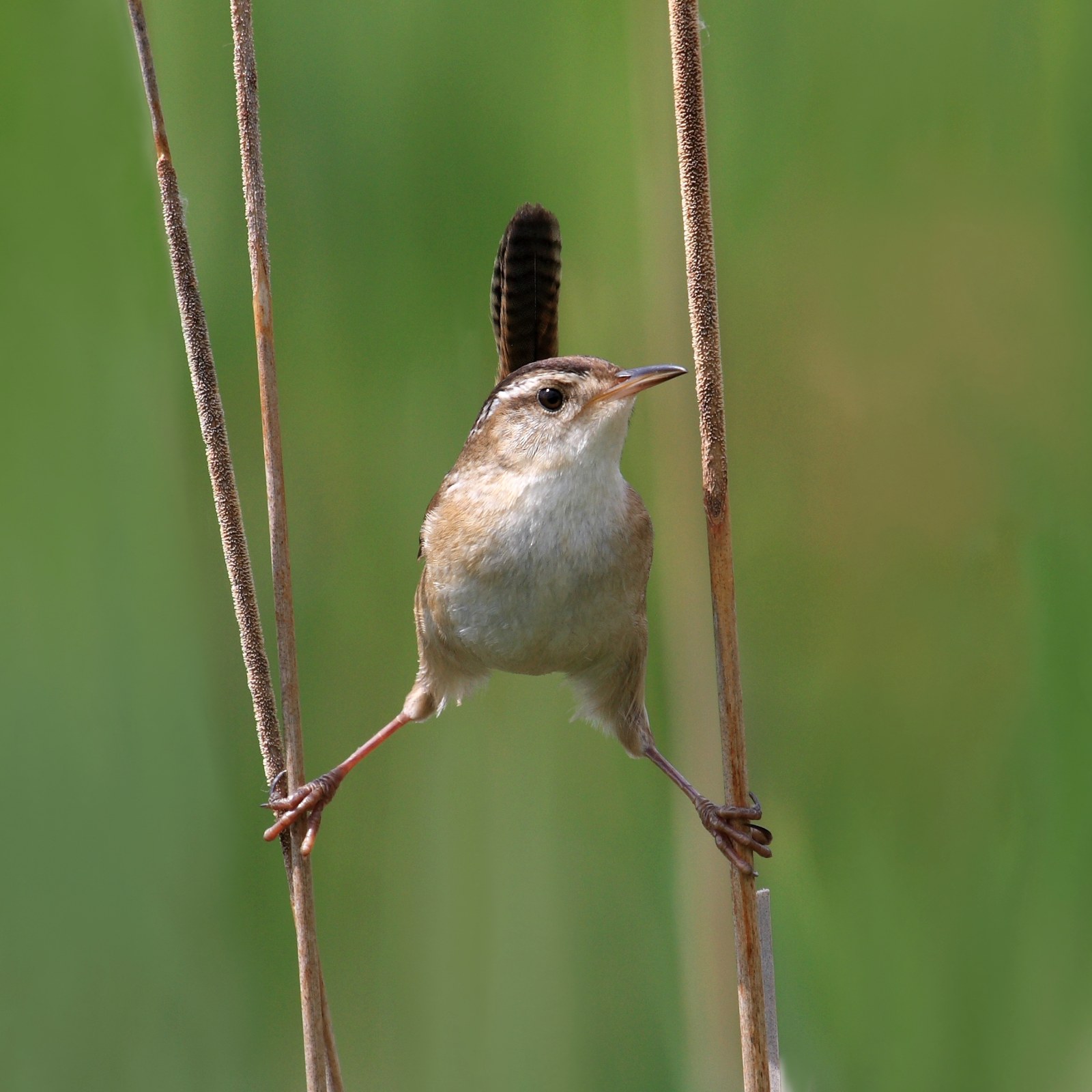 Oriešok močiarny (Cistothorus palustris)
