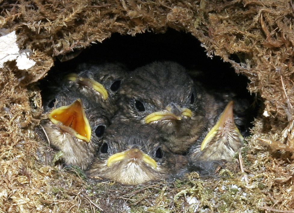 Oriešok obyčajný — 5 mláďat v guľovitom hniezde s bočným vchodom. Armstrong 1955: samec stavia 5–12 cock nests. Foto Wikimedia Commons, Armin Kübelbeck, CC BY-SA 3.0.
