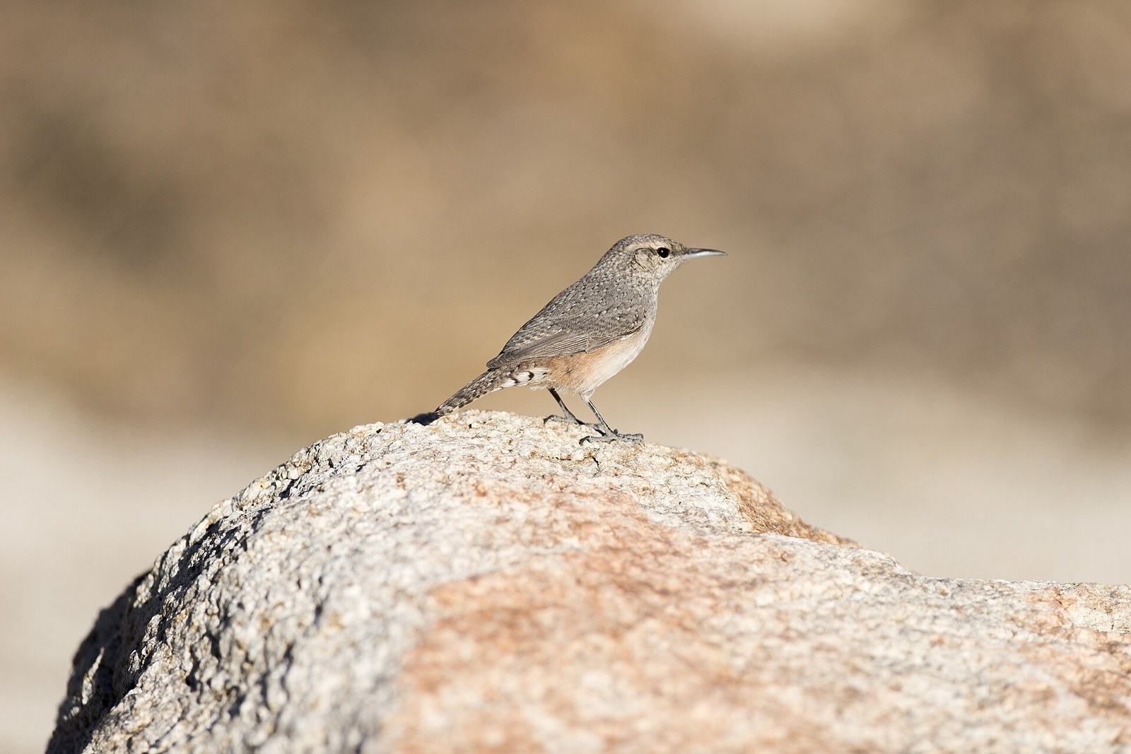 Oriešok skalný (Salpinctes obsoletus)