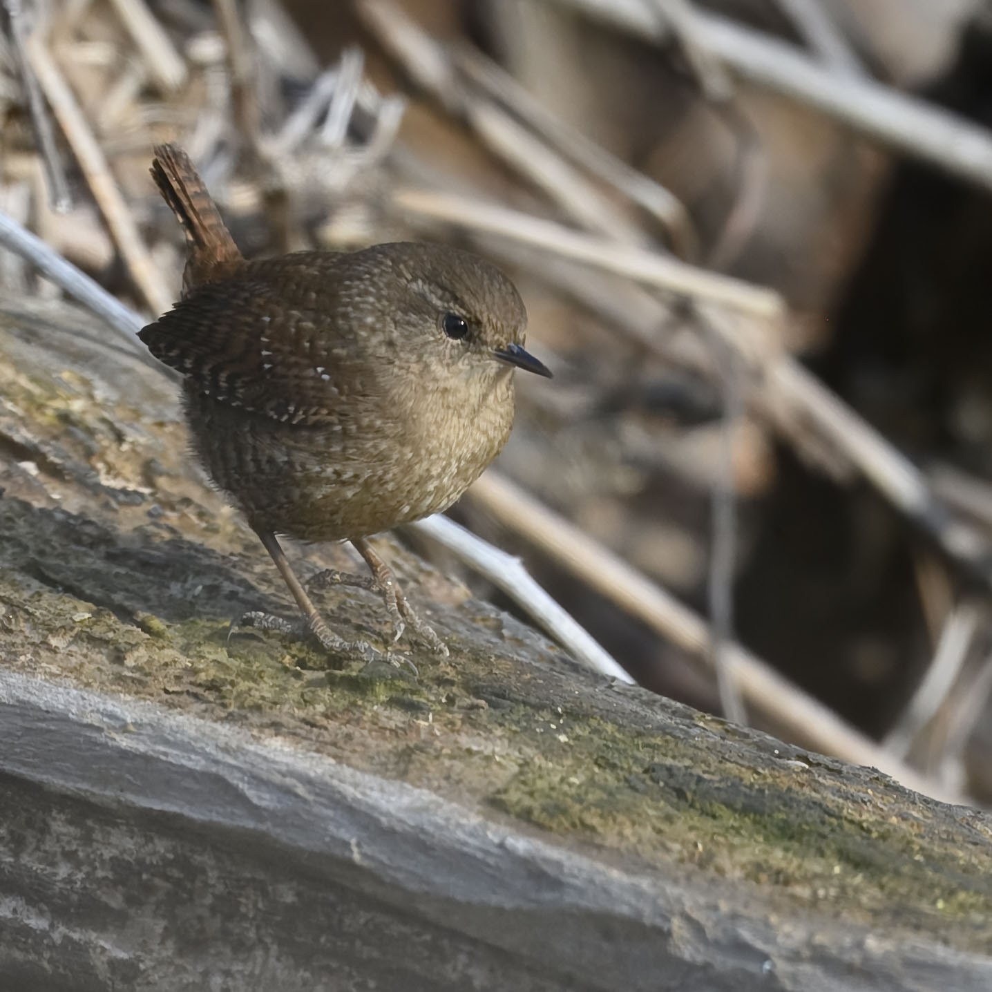 Oriešok zimný (Troglodytes hiemalis)