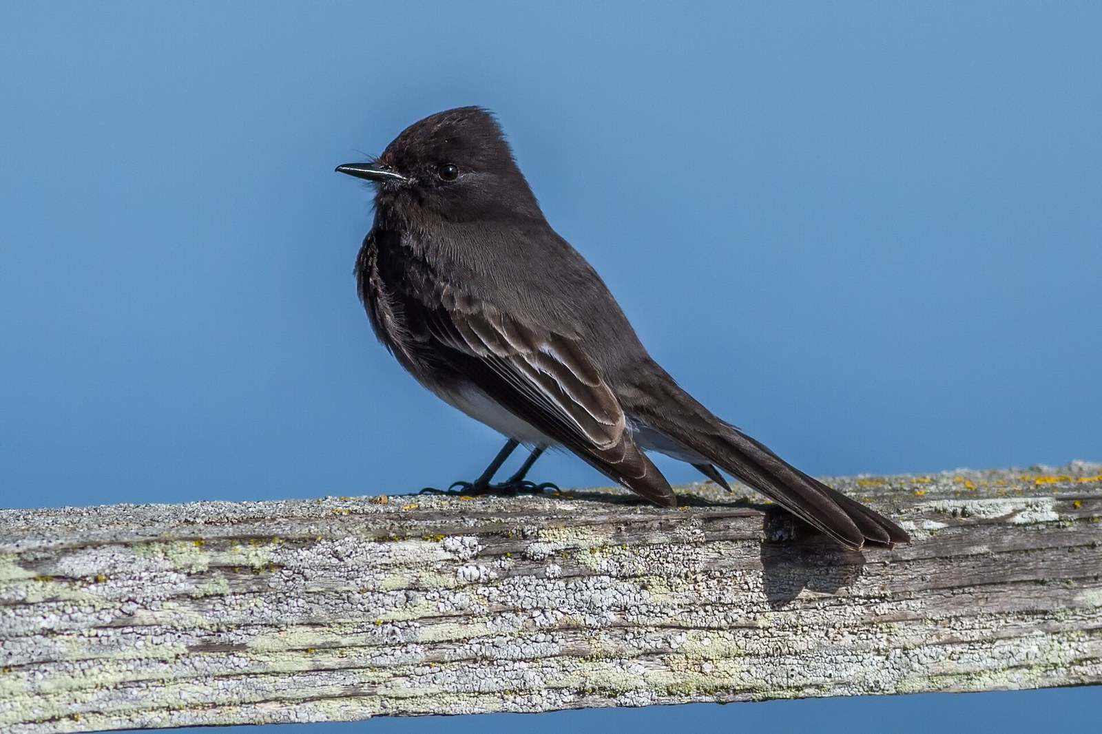 Pamuchár čierny (Sayornis nigricans)