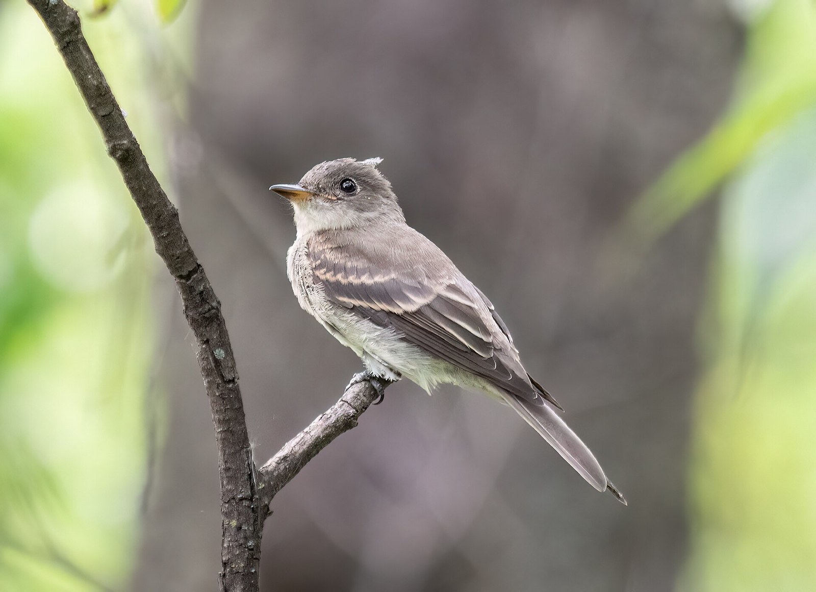 pamuchár lesný (Contopus virens)
