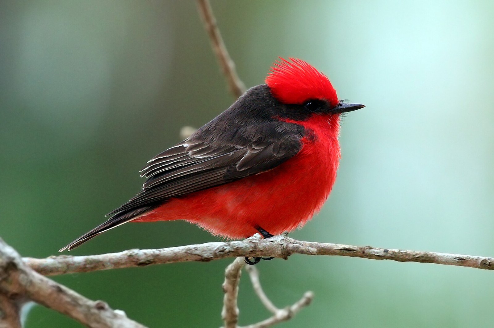pamuchár tmavochrbtý (Pyrocephalus rubinus)
