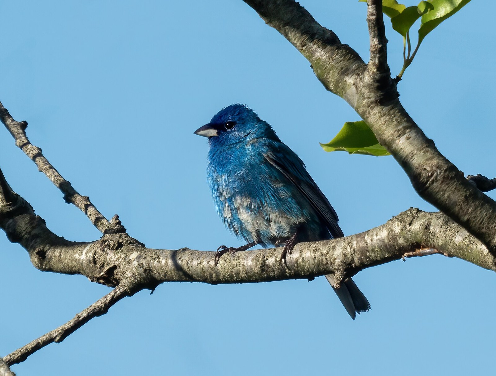 Pápežík indigový (Passerina cyanea)