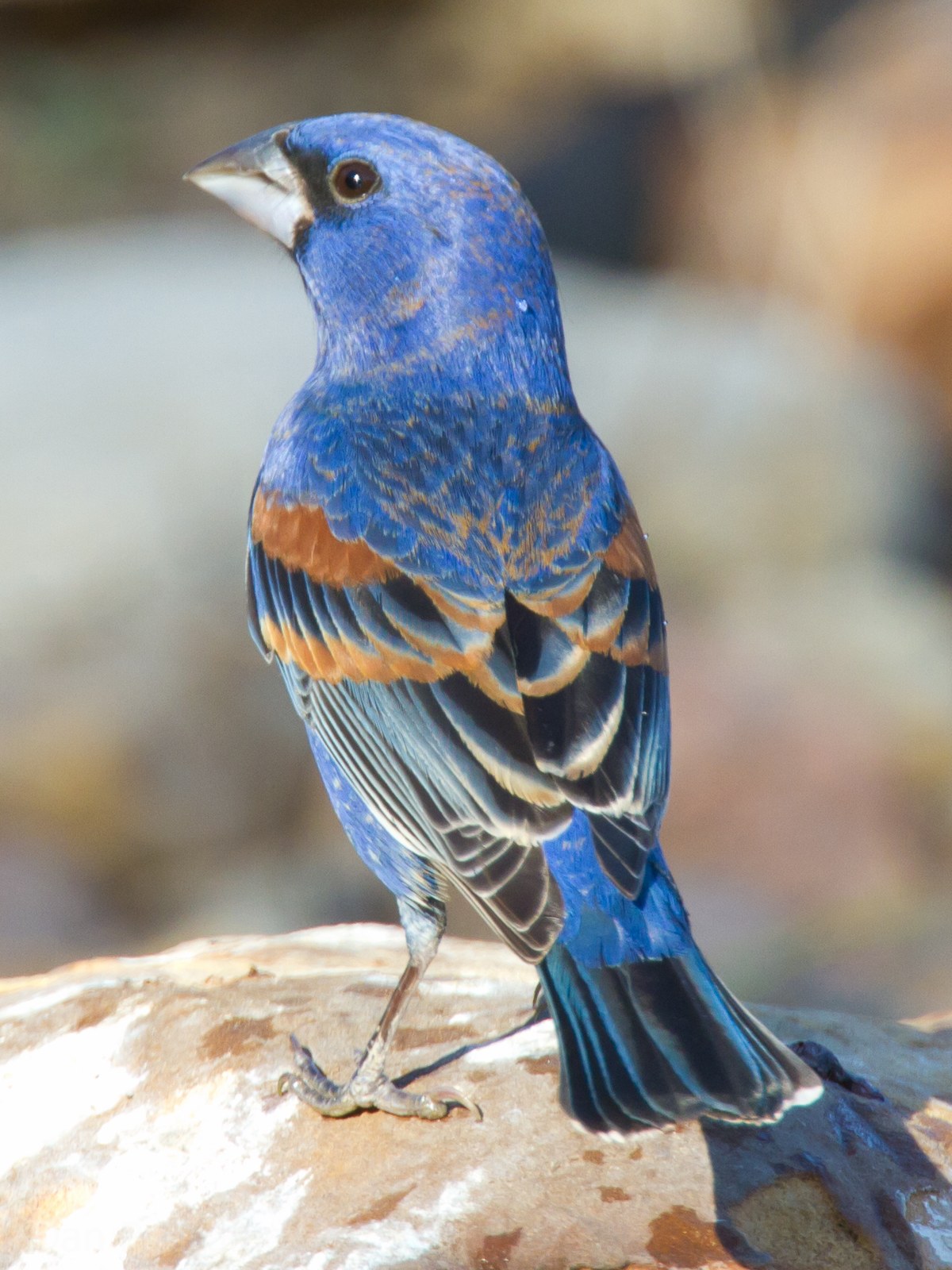 Pápežík modrý (Passerina caerulea)