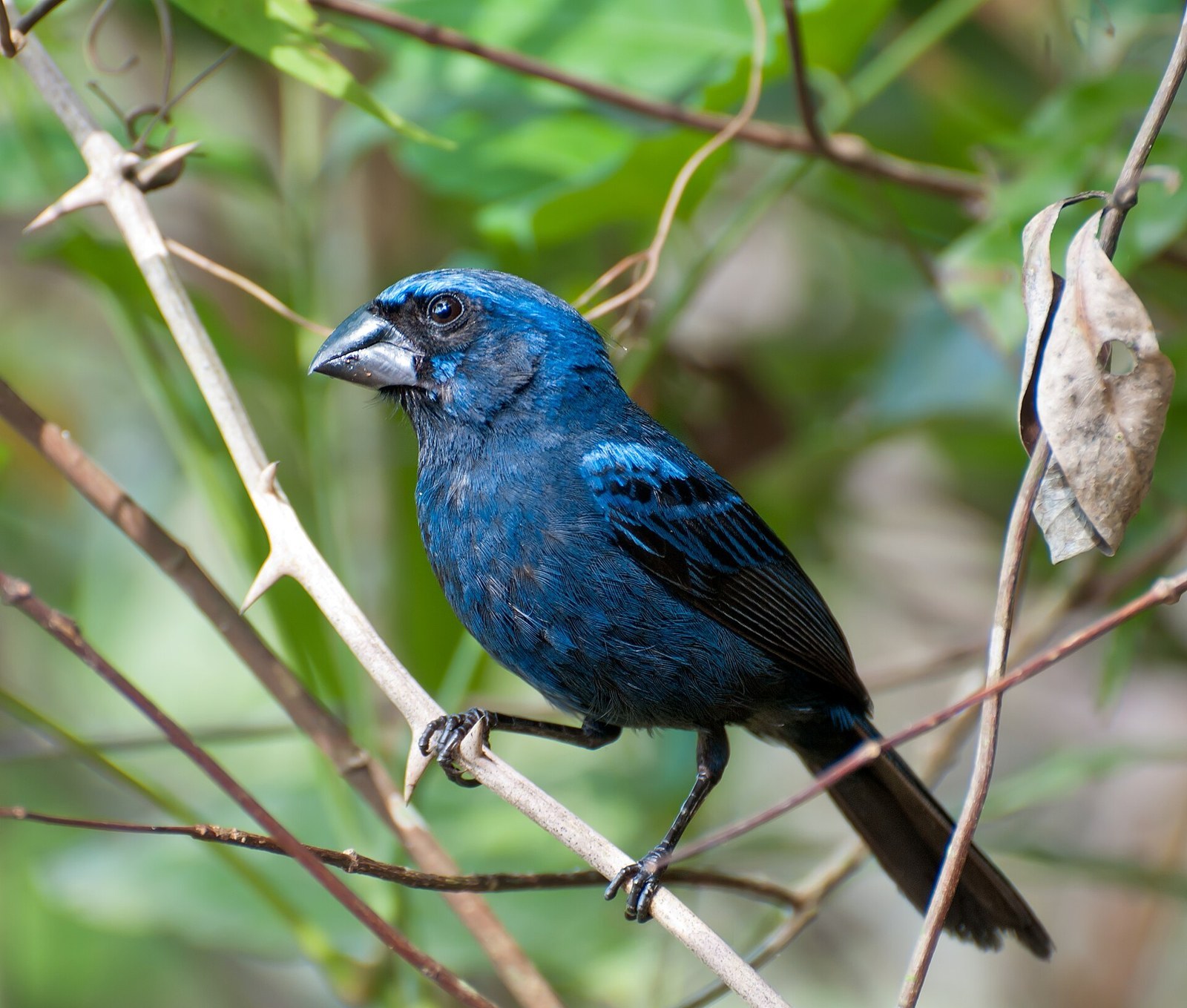 Pápežík ultramarínový (Cyanoloxia brissonii)