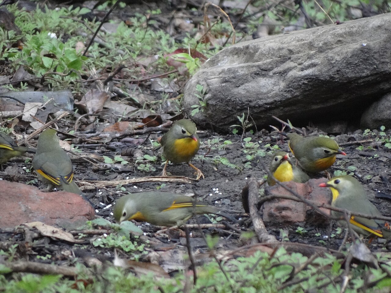 Detail hlavy dospelého jedinca pekingského slávika s viditeľnými bielymi „okuliarmi" — bielym kruhom okolo tmavohnedého oka (white eye-ring) a krátkym bielym pruhom za okom (postocular stripe), ktoré sú diagnostickým znakom rodu Leiothrix; práve tieto biele lícne znaky sú dôvodom českého názvu „leiotrix bělolící". Zobák je jasne korálovo-červený, krátky a robustný typ omnivora pre hmyz a ovocie. Hlava je šedo-olivová s harmonickým prechodom do žltého hrdla. Collar & Robson 2007 v Handbook of the Birds of the World Vol. 12 (Lynx Edicions Barcelona pp. 70–291) tieto morfologické detaily uvádzajú ako primárny diagnostický kľúč pre identifikáciu druhu v rámci ázijských timálií (Leiothrichidae). Mladí jedinci majú tmavší/sivohnedý zobák, ktorý sa po 4–6 mesiacoch prefarbí na červený.