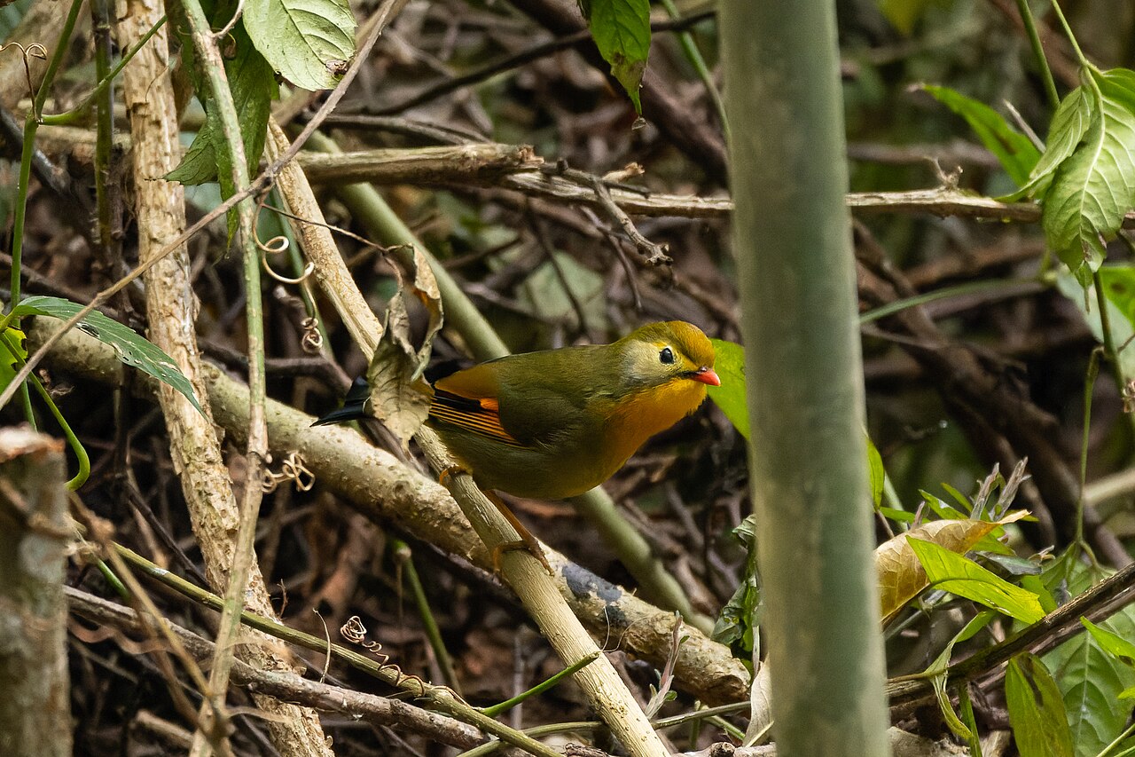 Pekingský slávik (Leiothrix lutea) v charakteristickom himalájskom biotope — vlhký horský les v nadmorskej výške 1 500–2 100 m. Druh je pôvodom z Himalájí (India: Uttarakhand, Sikkim, Arunáčalpradéš, Nepál, Bhután), južnej Číny (Yunnan, Sečuan, Guangxi) a severného Vietnamu, kde preferuje sekundárne lesy, okraje primárnych lesov, čajové plantáže a husté kríkové porasty s bambusom a popínavou zeleňou. 5 poddruhov IOC v15.2 je rozdelených podľa geografického rozšírenia: L. l. kumaiensis (Z Himaláje), L. l. calipyga (V Himaláje), L. l. yunnanensis (Yunnan), L. l. kwangtungensis (JV Čína), L. l. lutea (Vietnam, Hainan — nominálny poddruh popísaný Scopolim 1786). Mimo hniezdneho obdobia v malých hejnách 5–25 jedincov, často v zmiešaných spoločenstvách s tit-babblerami (Yuhina, Alcippe).