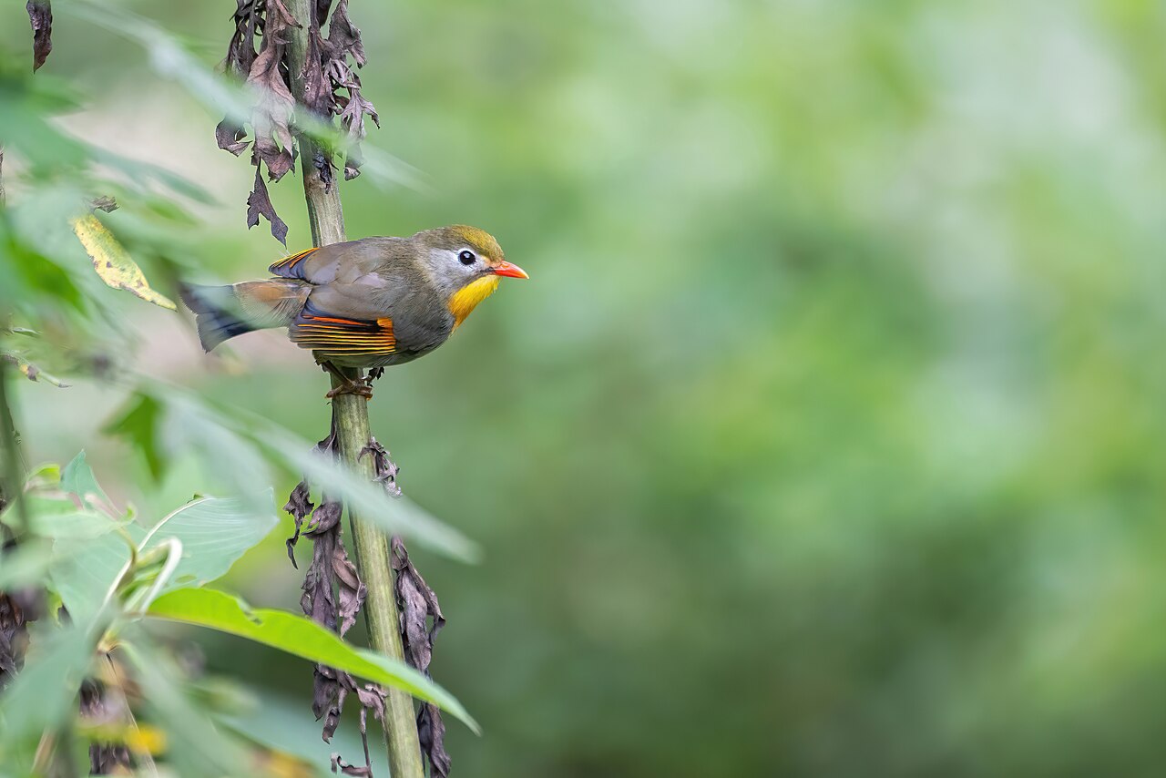 Pekingský slávik (Leiothrix lutea) — celkový pohľad zachytávajúci charakteristické sfarbenie a proporcie druhu: 14–15 cm dĺžky, 18–28 g hmotnosti, rozpätie krídel ~20 cm. Pohlavný dimorfizmus je veľmi slabý — samce mierne sýtejšie sfarbenie hrdla a hrude, samice menej výrazný karmín na krídlach; v praxi ťažko rozlíšiteľní bez DNA testu alebo bez sledovania správania v hniezdnom období (samec spieva komplexný flétny spev, samica nie). IUCN LEAST CONCERN, populácia stabilná v pôvodnom areáli (~6,5 mil. km²). CITES Appendix II od 17.9.1997 (komerčný obchod regulovaný), EU Annex B. Invázny druh na Hawai od introdukcie 1918 (Male & Bean 2005 Condor 107) a v častiach EÚ — Portugalsko, Španielsko, Francúzsko, Taliansko (Pereira 2011 Bird Conservation International).
