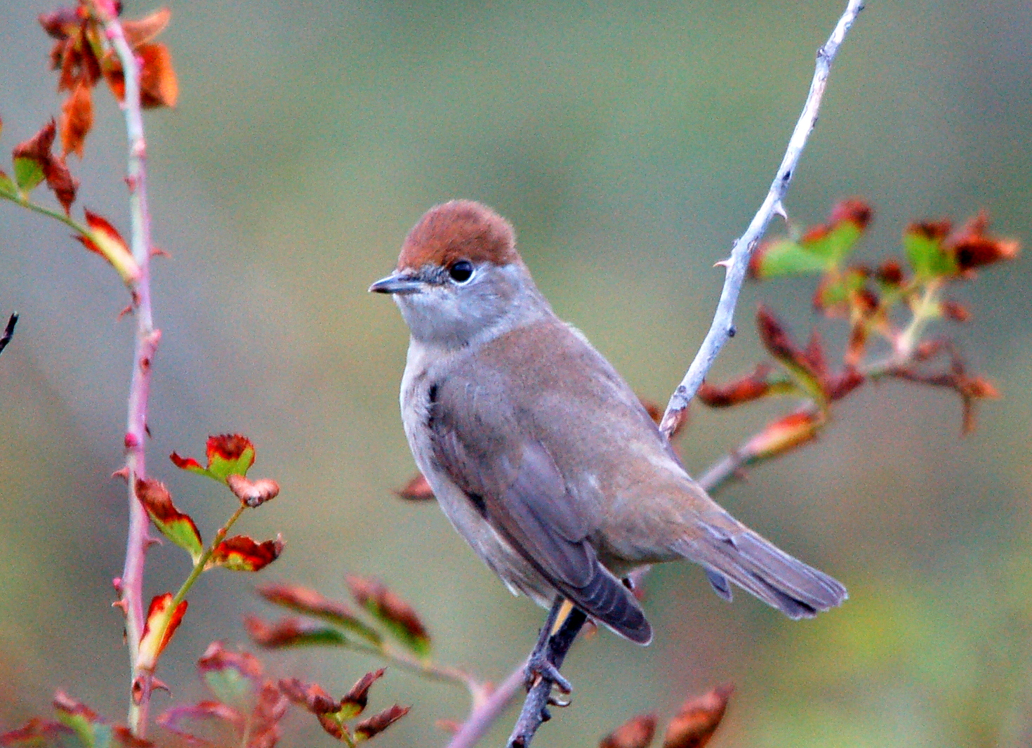 Penica čiernohlavá — dospelá samica s hrdzavo-hnedou čapicou na vetvičke, Mølen pri Larviku Nórsko september 2010, foto Arnstein Rønning CC BY-SA 3.0