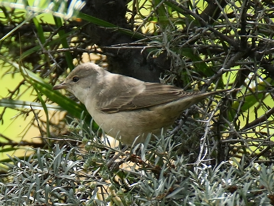 Penica jarabá