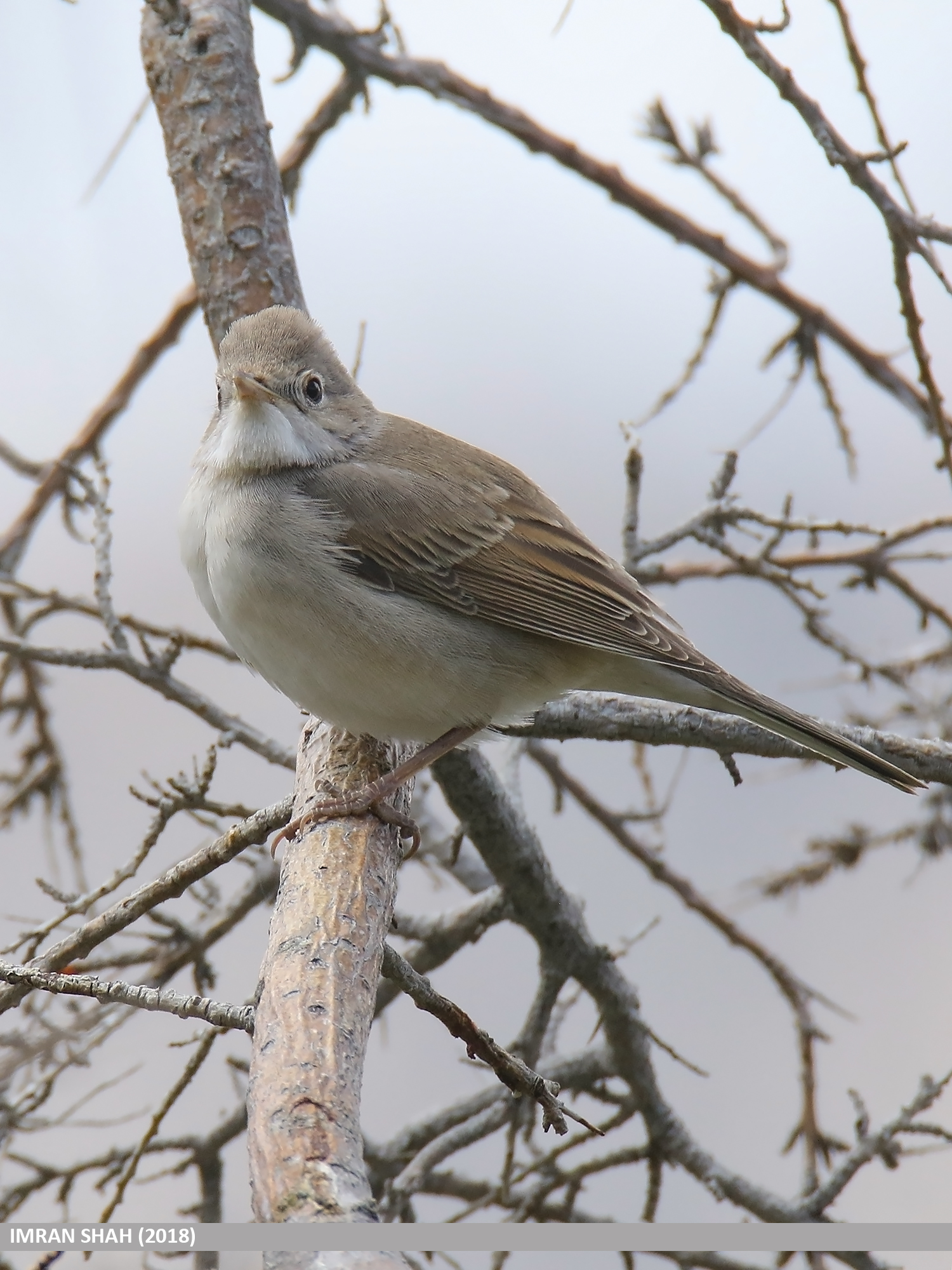 Penica obyčajná — Common Whitethroat (Sylvia communis), dospelý jedinec na zelenom poste s charakteristickými rufous hnedými krídlami a dlhým chvostom, foto Imran Shah CC BY-SA 2.0 Wikimedia Commons
