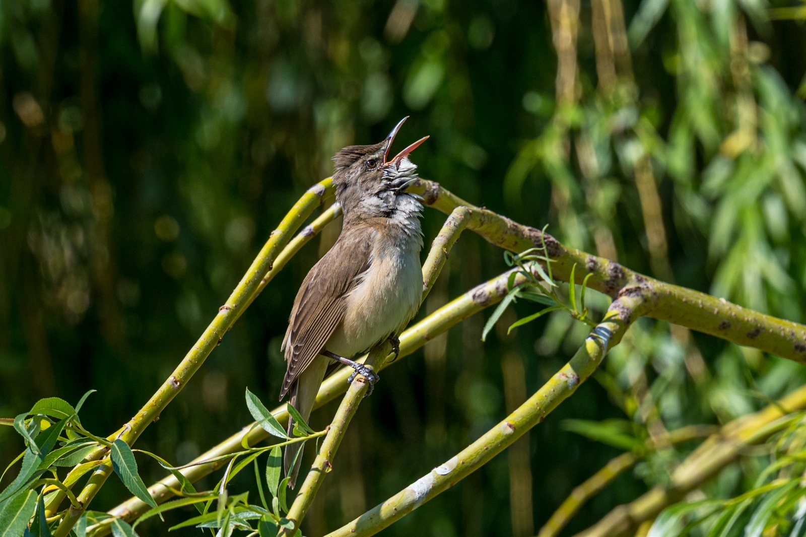 Penica obyčajná (Dorngrasmücke) — Curruca communis, dospelý jedinec s nafúknutým bielym hrdlom (puffed throat) — vizuálny honest signal sprevádzajúci scratch song, foto Sandor Somkuti CC BY-SA 2.0 Wikimedia Commons