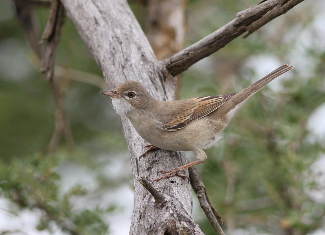 Penica obyčajná — Sylvia communis na zimovisku v sub-saharskej Afrike, Pilanesberg National Park Severozápadná provincia Juhoafrická republika 2015, foto Derek Keats CC BY 2.0 Wikimedia Commons