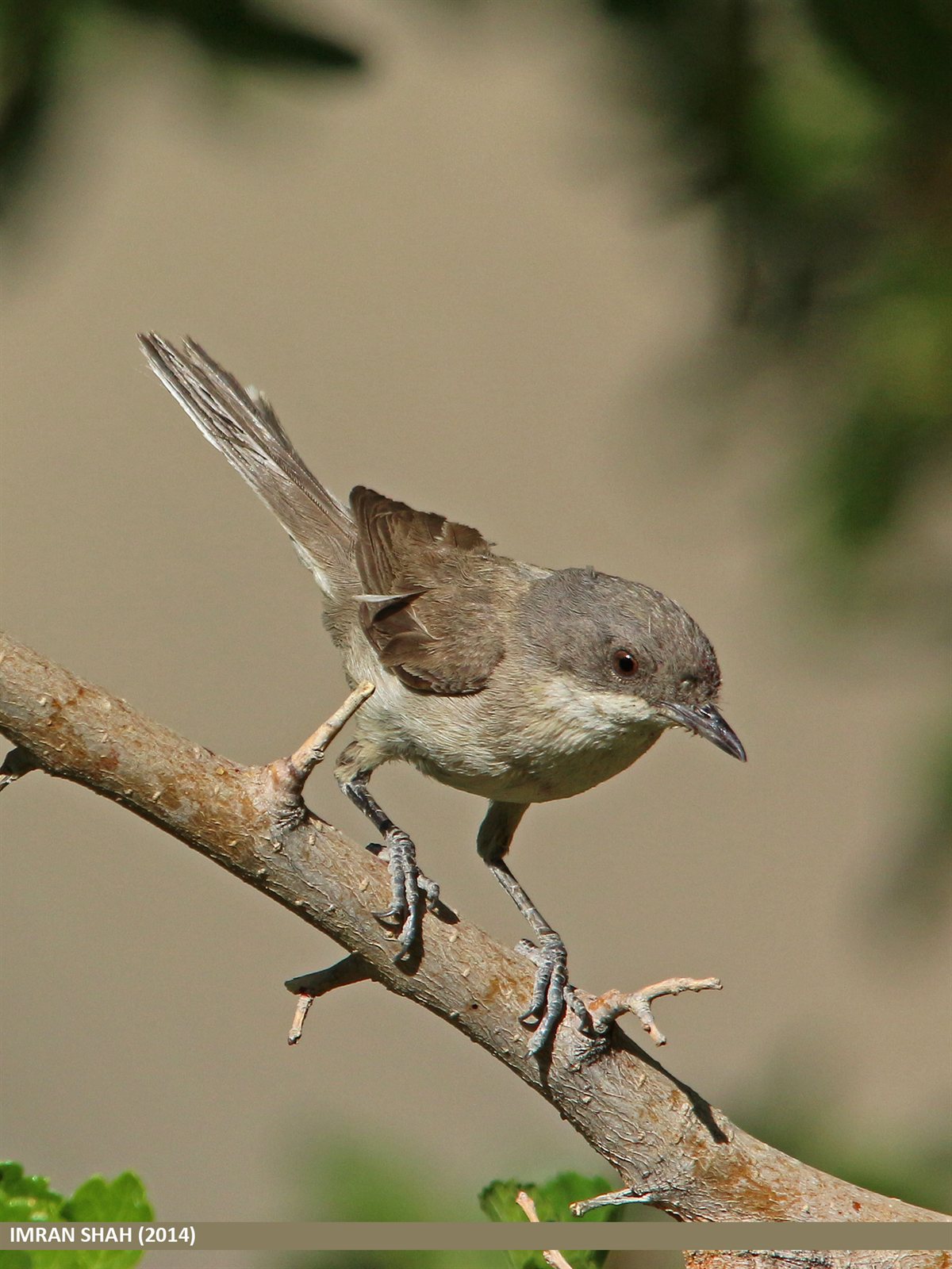 Penica popolavá (Curruca curruca) — dospelý jedinec na konári, Khudabad Gojal Gilgit-Baltistan Pakistan júl 2014, foto Imran Shah CC BY-SA 2.0 Wikimedia Commons (zimovisko/migračná zastávka)
