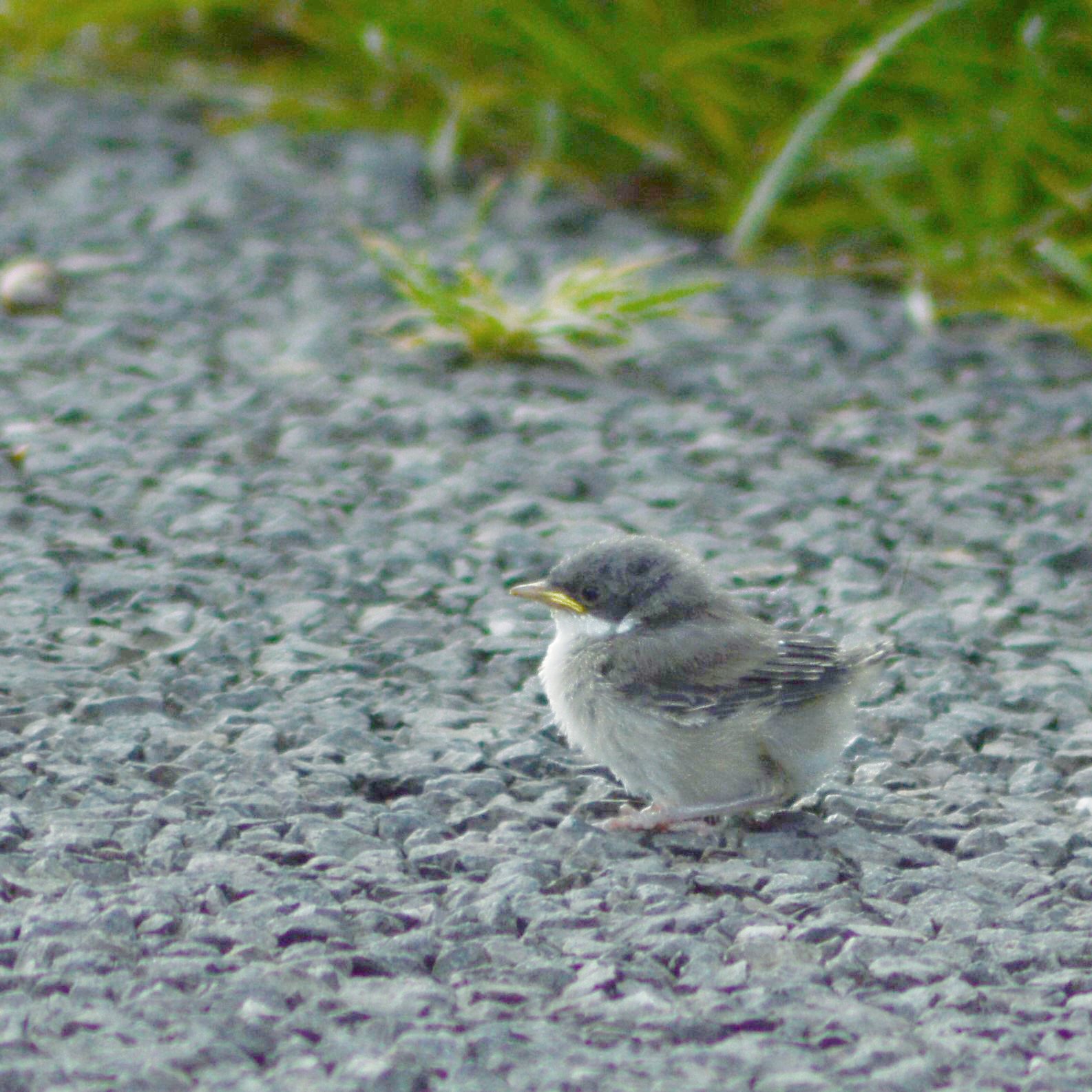 Penica popolavá — mladý jedinec (juvenile) s tlmenšou bandit mask a hnedšími odtieňmi, Northamptonshire Anglicko jún 2013, foto Jacob Spinks CC BY 2.0 Wikimedia Commons
