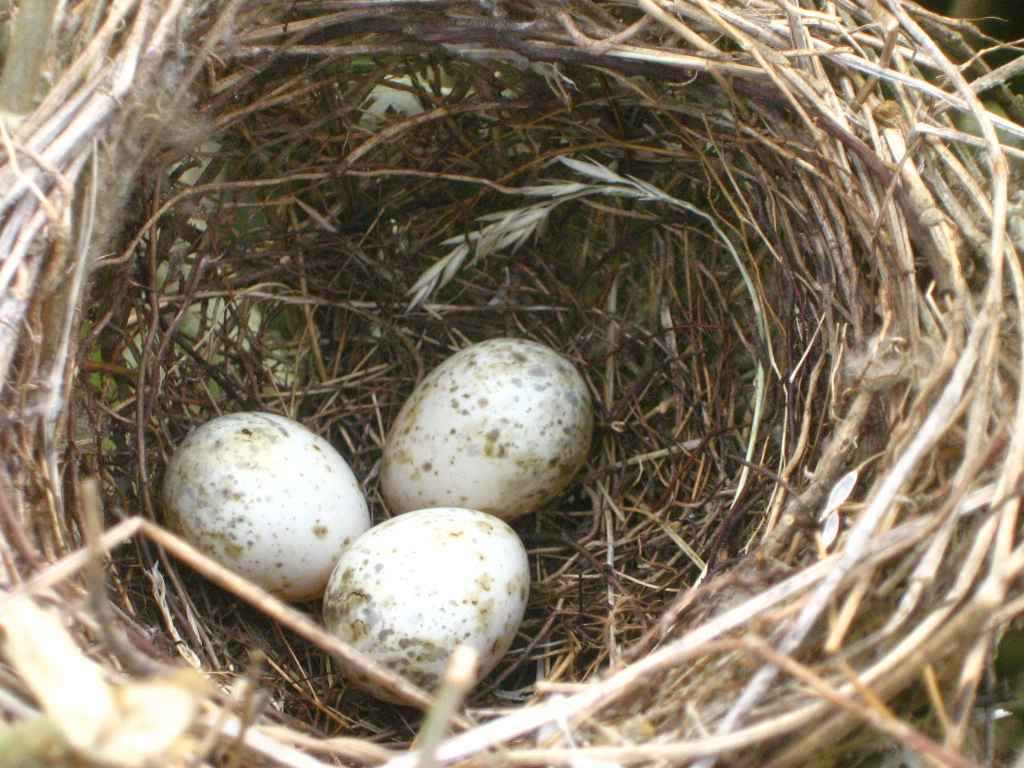 Penica popolavá — vajcia v hniezde (bielo-krémové so škvrnami), 17. jún 2009, foto Botaurus Public Domain Wikimedia Commons