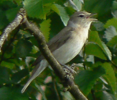 Penica slávikovitá (Garden Warbler) — Sylvia borin, dospelý jedinec v hustom kríku, Bedfords Park Romford Essex UK jún 2007, foto Neil Phillips CC BY 2.0 Flickr — typický „a small brown bird with no field marks" (Cramp &amp; Perrins 1992 BWP Vol 6 pp. 522–545)