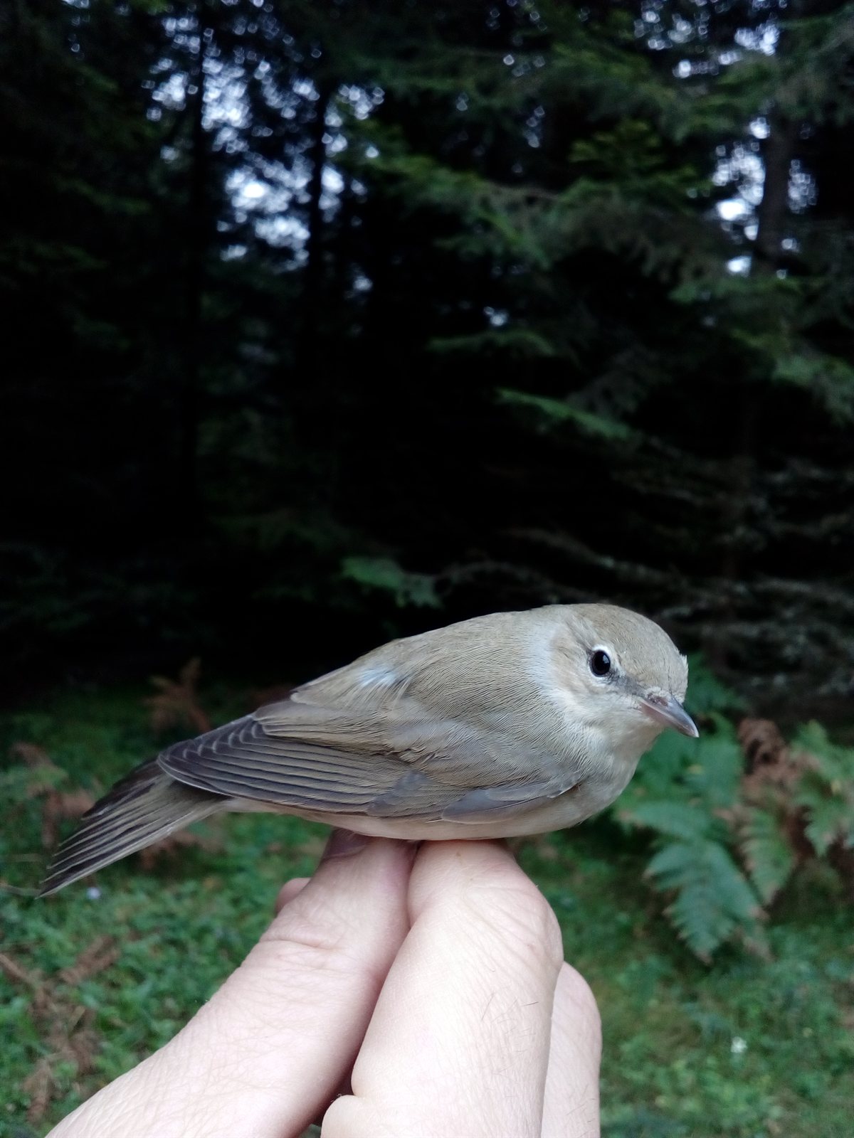Penica slávikovitá (Siva grmuša / Garden Warbler) — Sylvia borin v hustom krovinatom biotope, Srbsko september 2018, foto Sanja Šumanović CC BY-SA 4.0 — viditeľný diagnostický jemný béžový prstenec okolo oka (eye-ring)