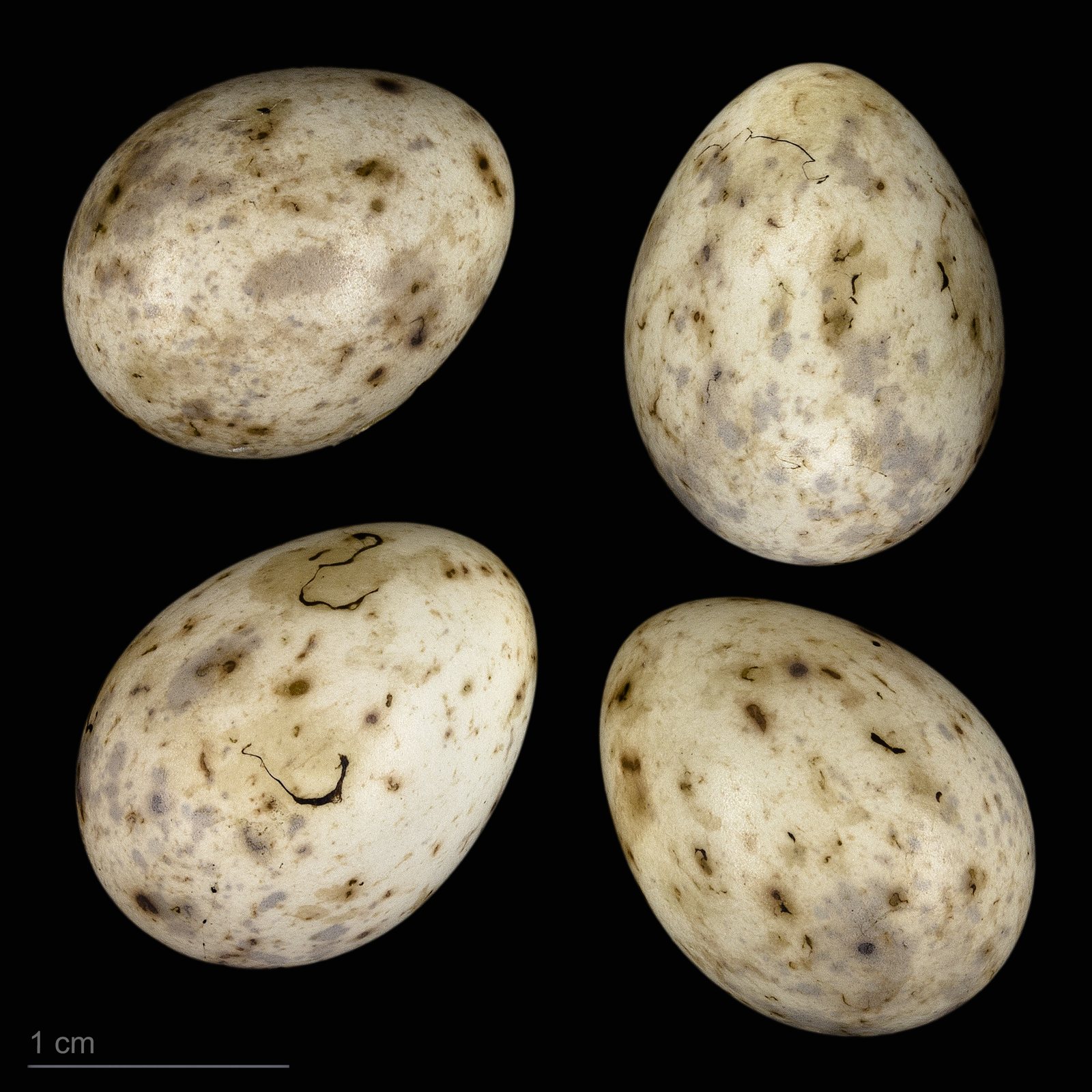Penica slávikovitá — vajcia Sylvia borin borin (Boddaert 1783) zo zbierky Jacques Perrin de Brichambaut, lokalita Gouvieux Francúzsko 1957, Muséum de Toulouse MHNT.ZOO.2010.11.196.1, foto Roger Culos CC BY-SA 4.0 — krémovo-béžové s riedkymi hnedo-sivými škvrnami koncentrovanými pri tupom konci, ~20×15 mm