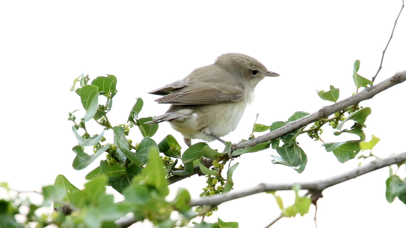 Penica slávikovitá v zimoviskách — Garden Warbler (Sylvia borin) v Tanzánii (vých. Afrika) november 2018, foto Dominic Sherony CC BY-SA 2.0 Flickr — obligátny trans-saharský migrant, zimoviská sub-Saharská Afrika od Sahelu po Juhoafrickú republiku