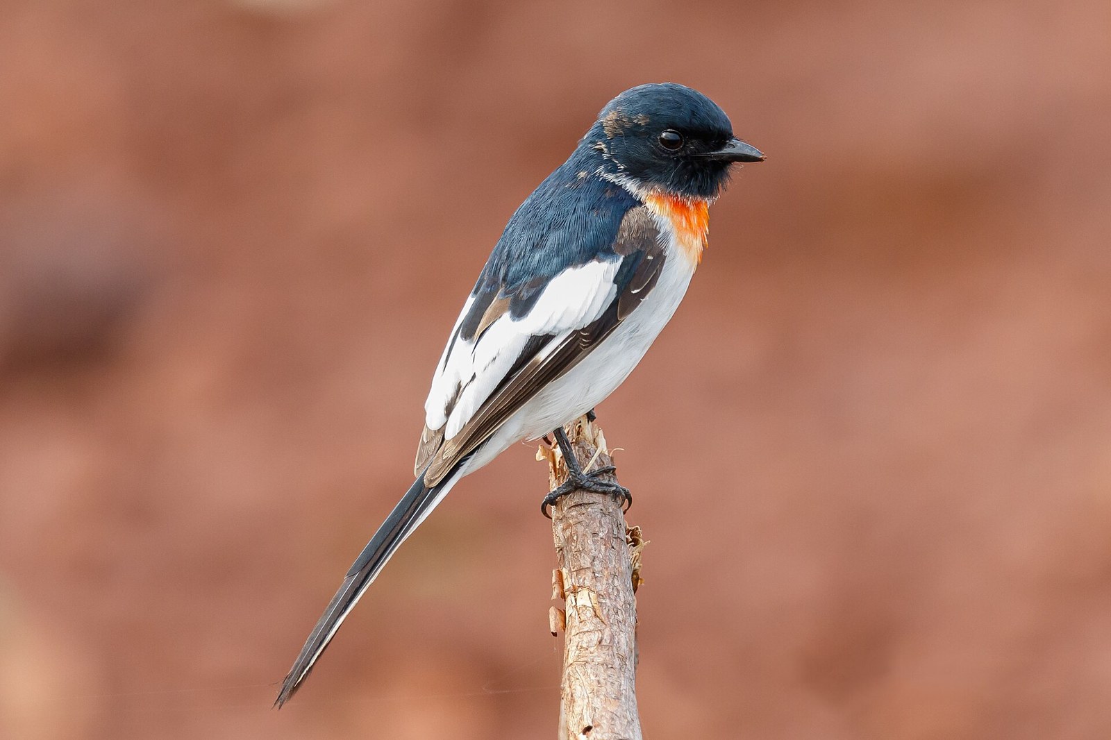 Pestrec bielobruchý (Pericrocotus erythropygius)
