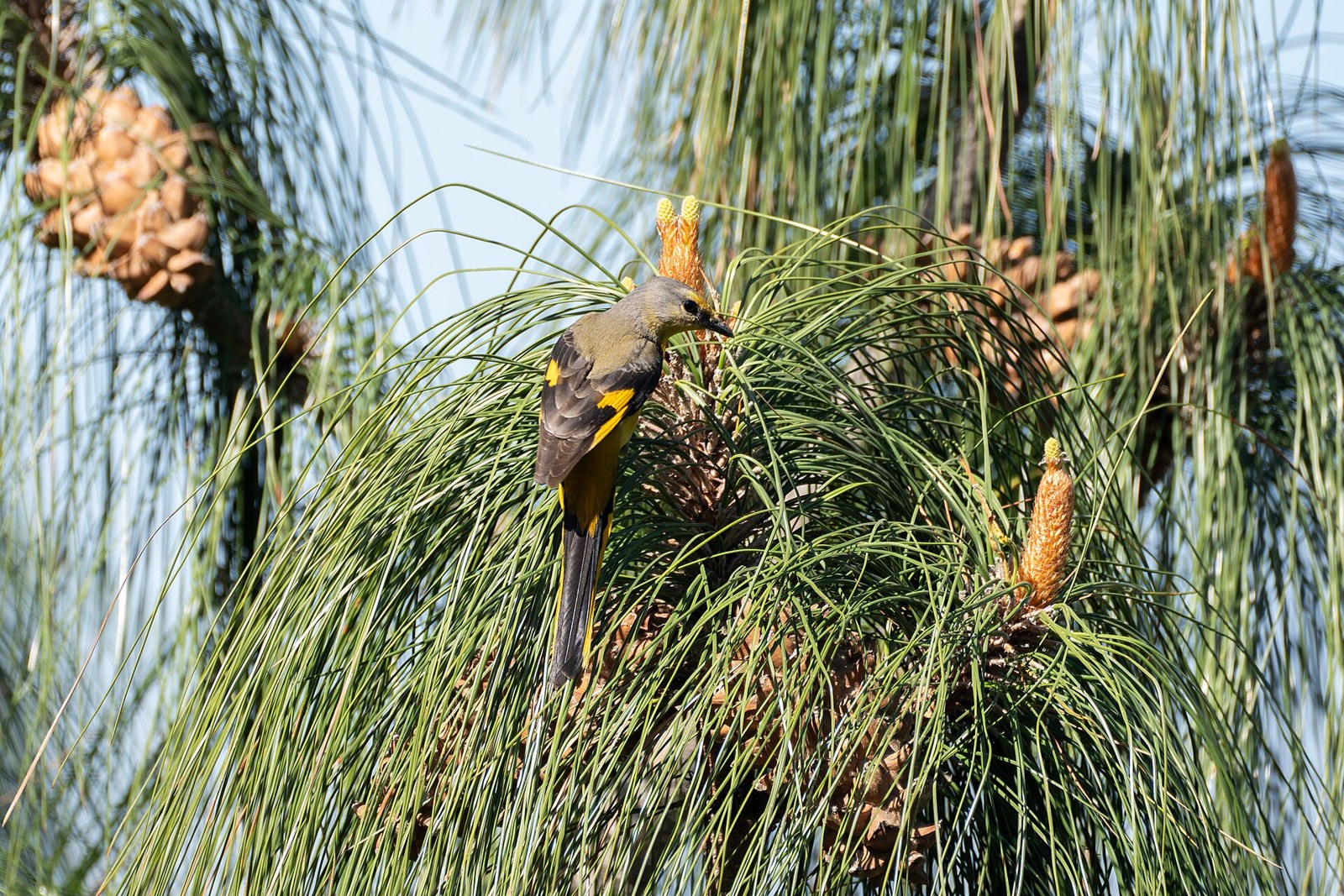 Pestrec dlhochvostý (Pericrocotus ethologus)