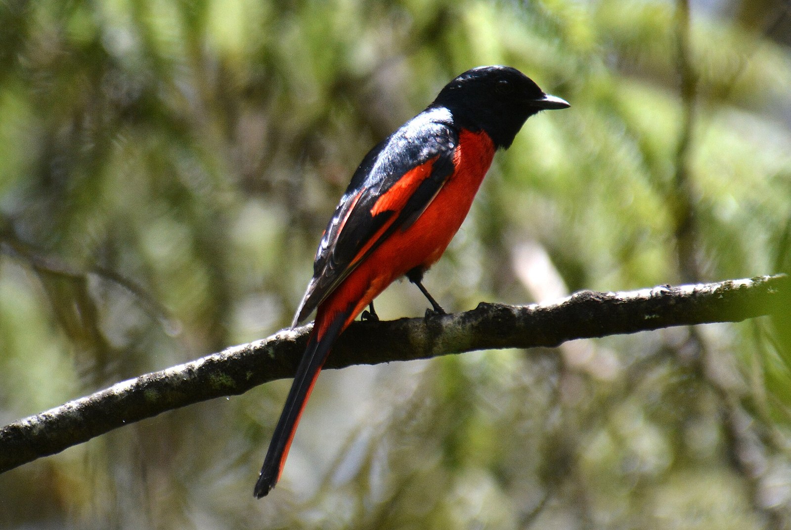 Pestrec krátkozobý (Pericrocotus brevirostris)