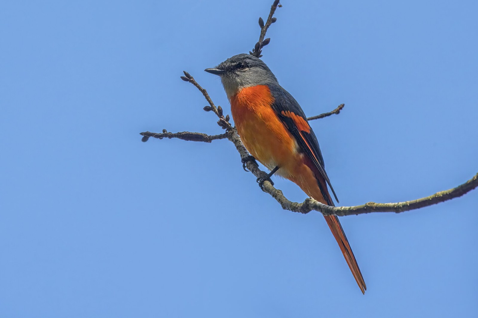 Pestrec mandarínsky (Pericrocotus solaris)