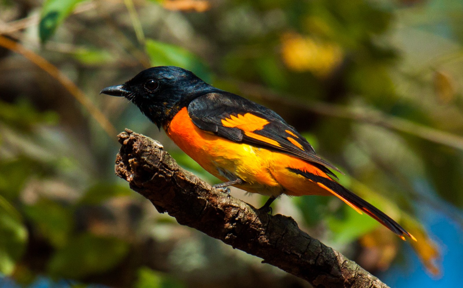 Pestrec ohnivý (Pericrocotus flammeus)