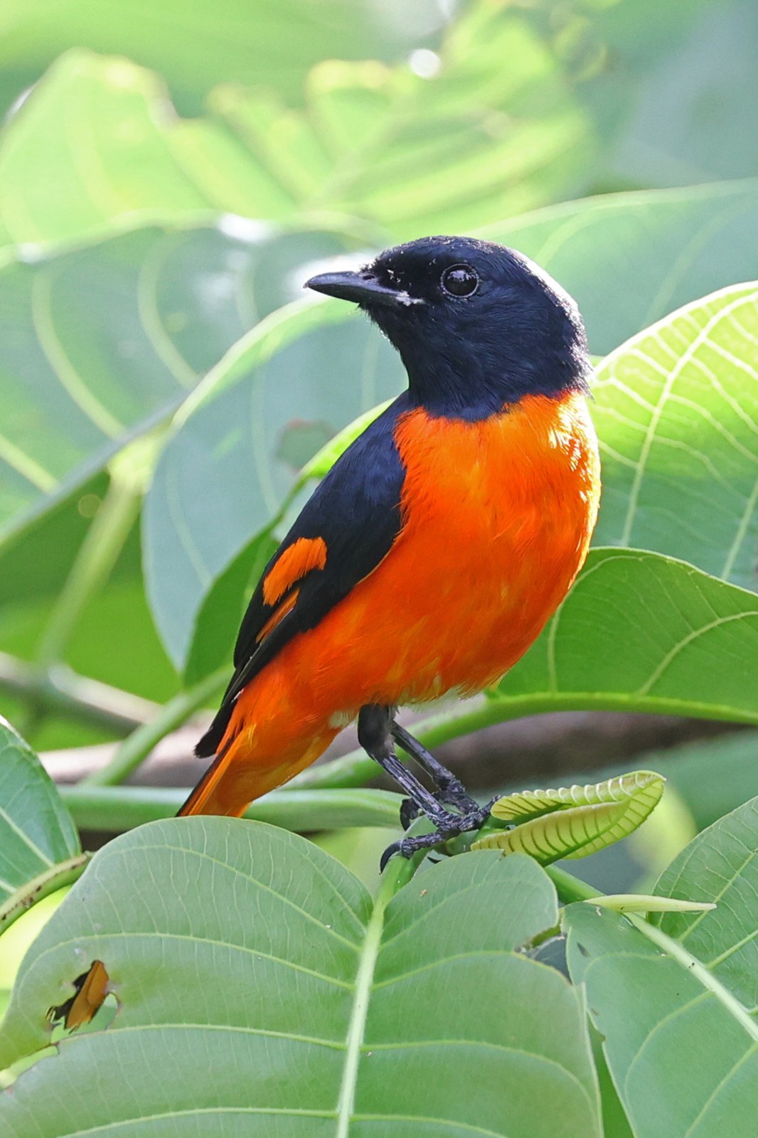 Pestrec rumelkový (Pericrocotus igneus)