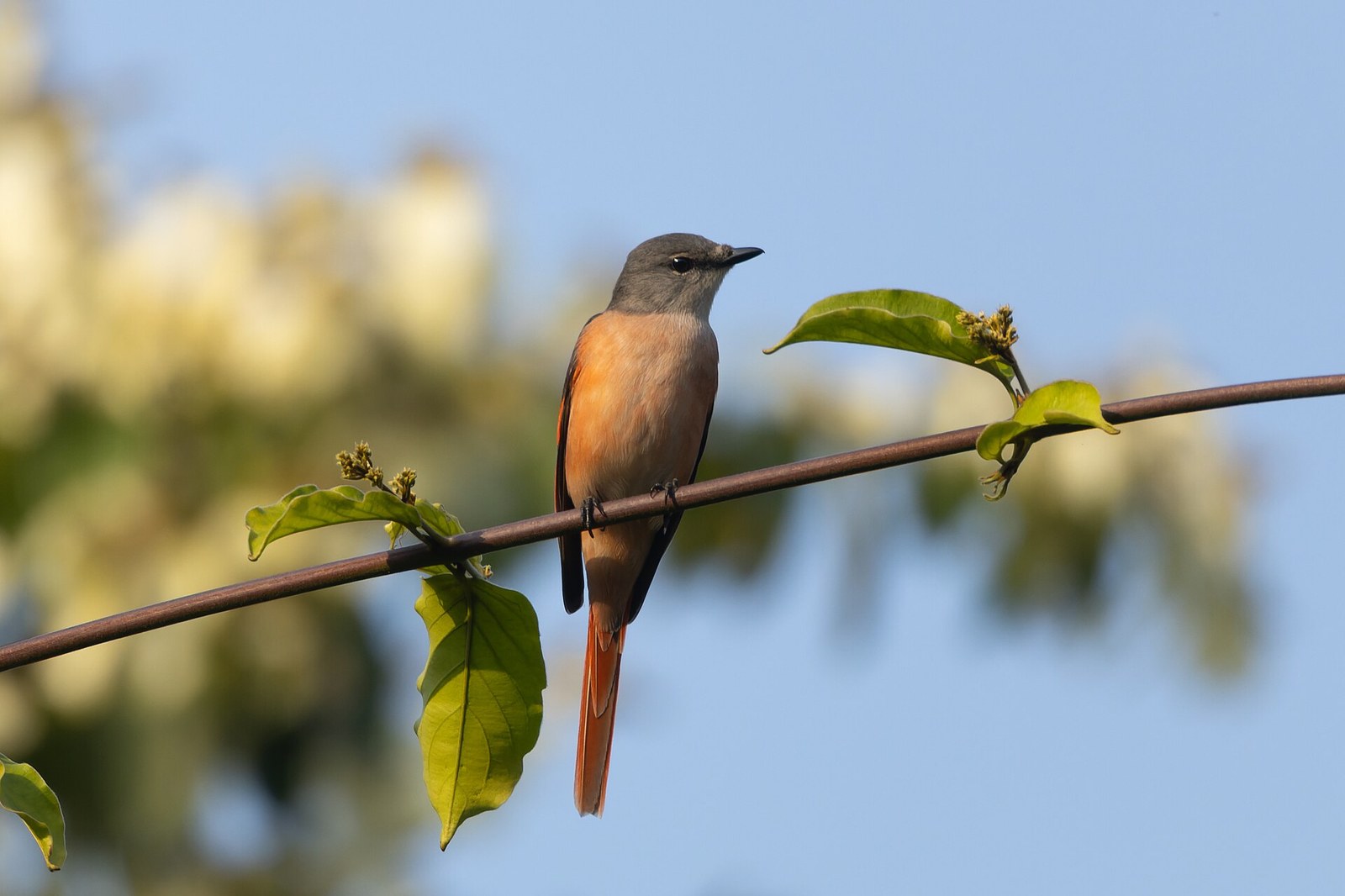 Pestrec ružový (Pericrocotus roseus)